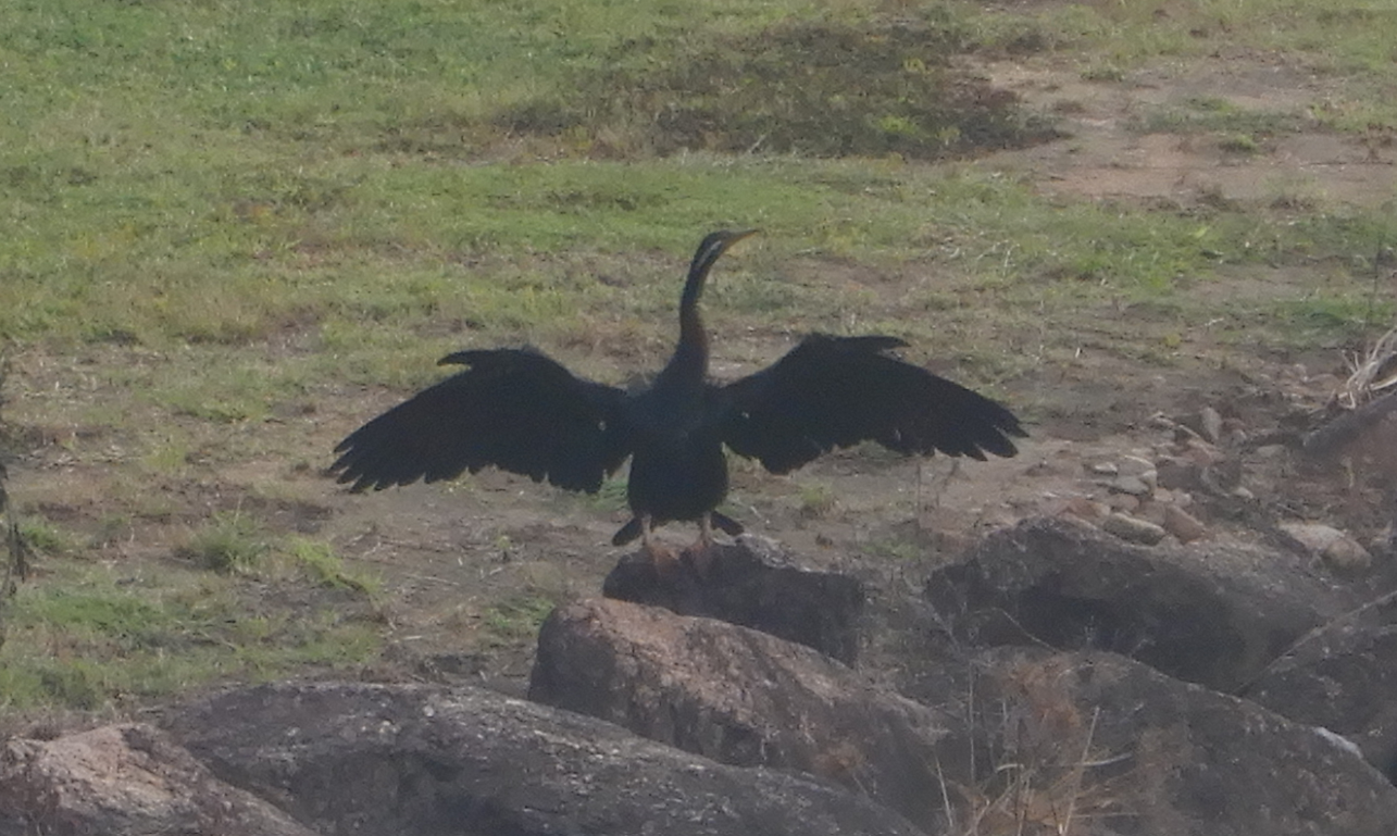 Australasian Darter