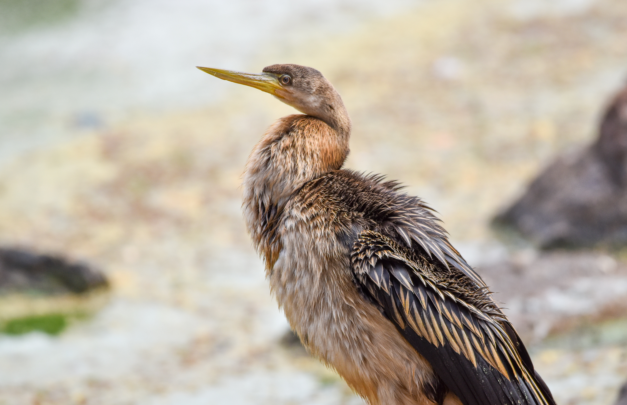 Australasian Darter