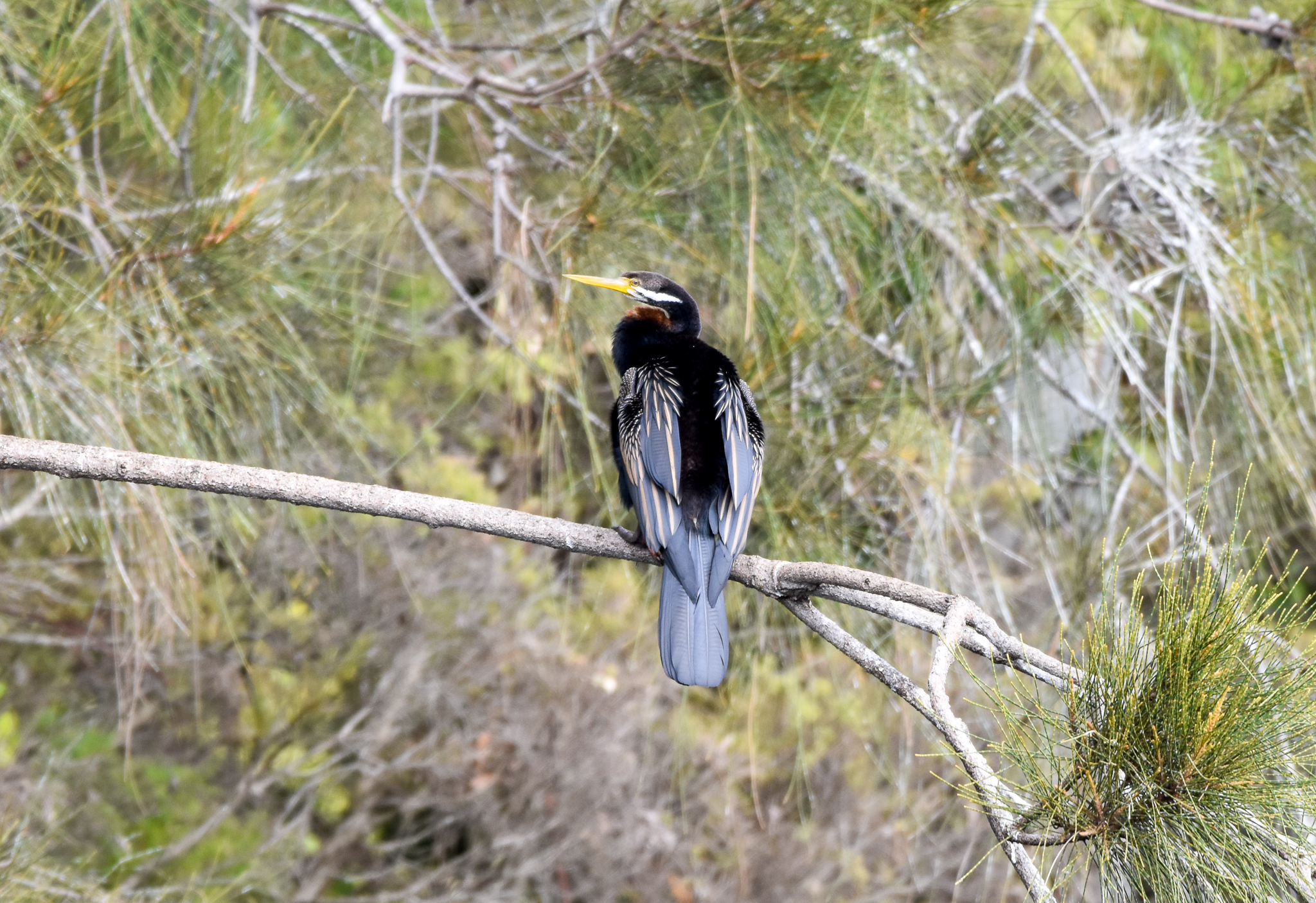 Australasian Darter