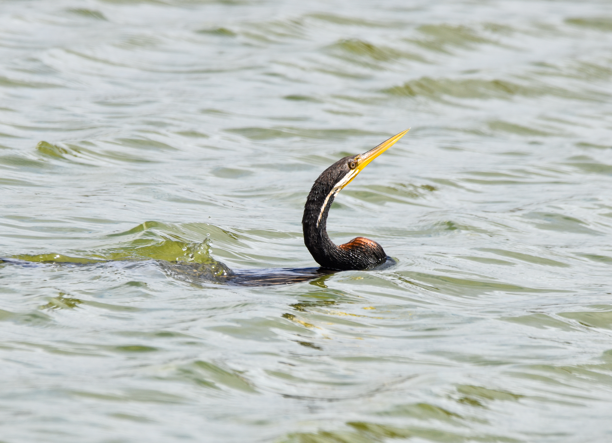 Australasian Darter