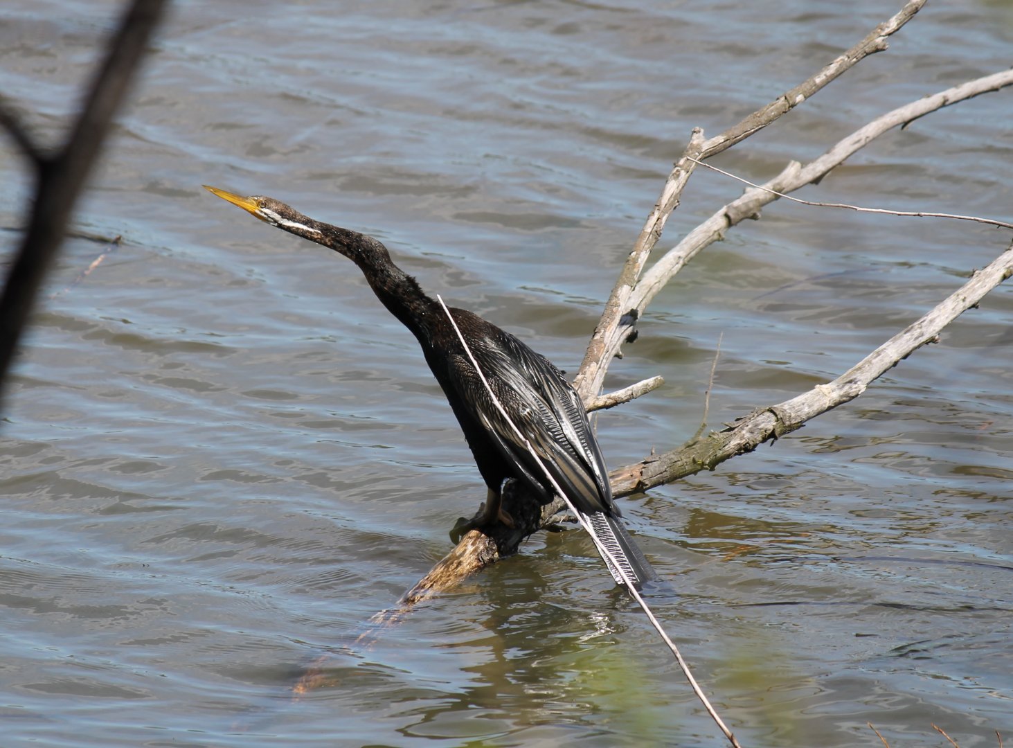 Australasian Darter