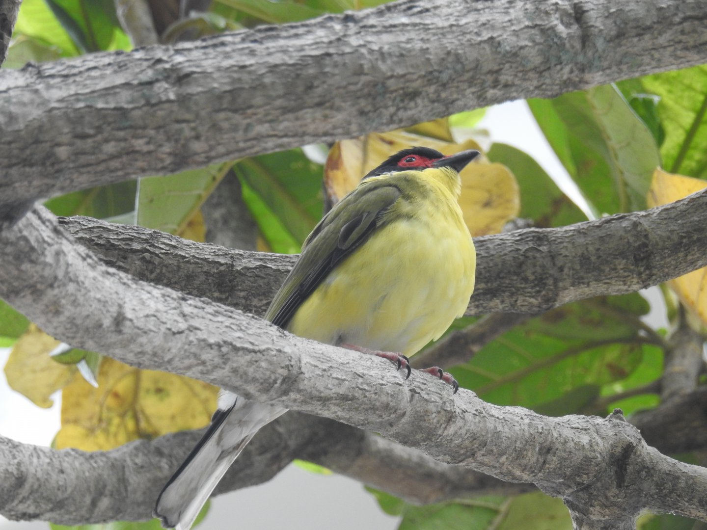Australasian Figbird - Cairns Esplanade (Cairns)