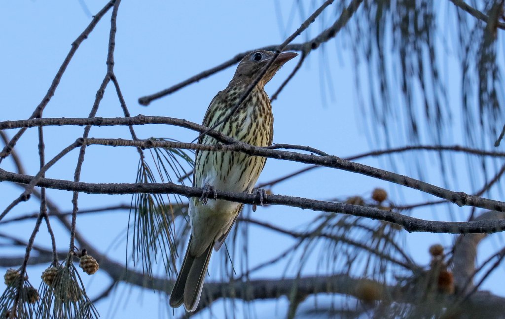Australasian Figbird female