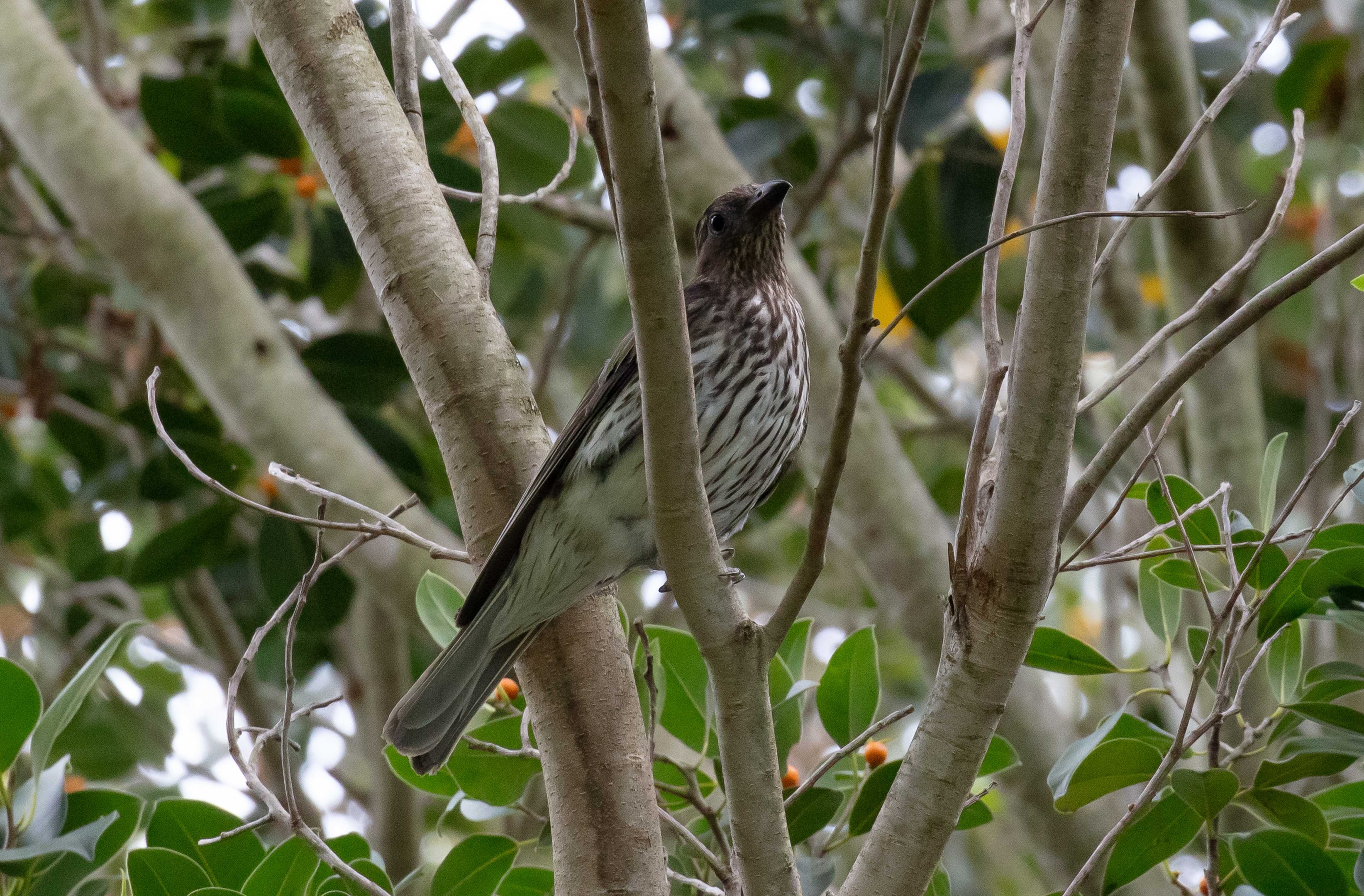 Australasian Figbird female