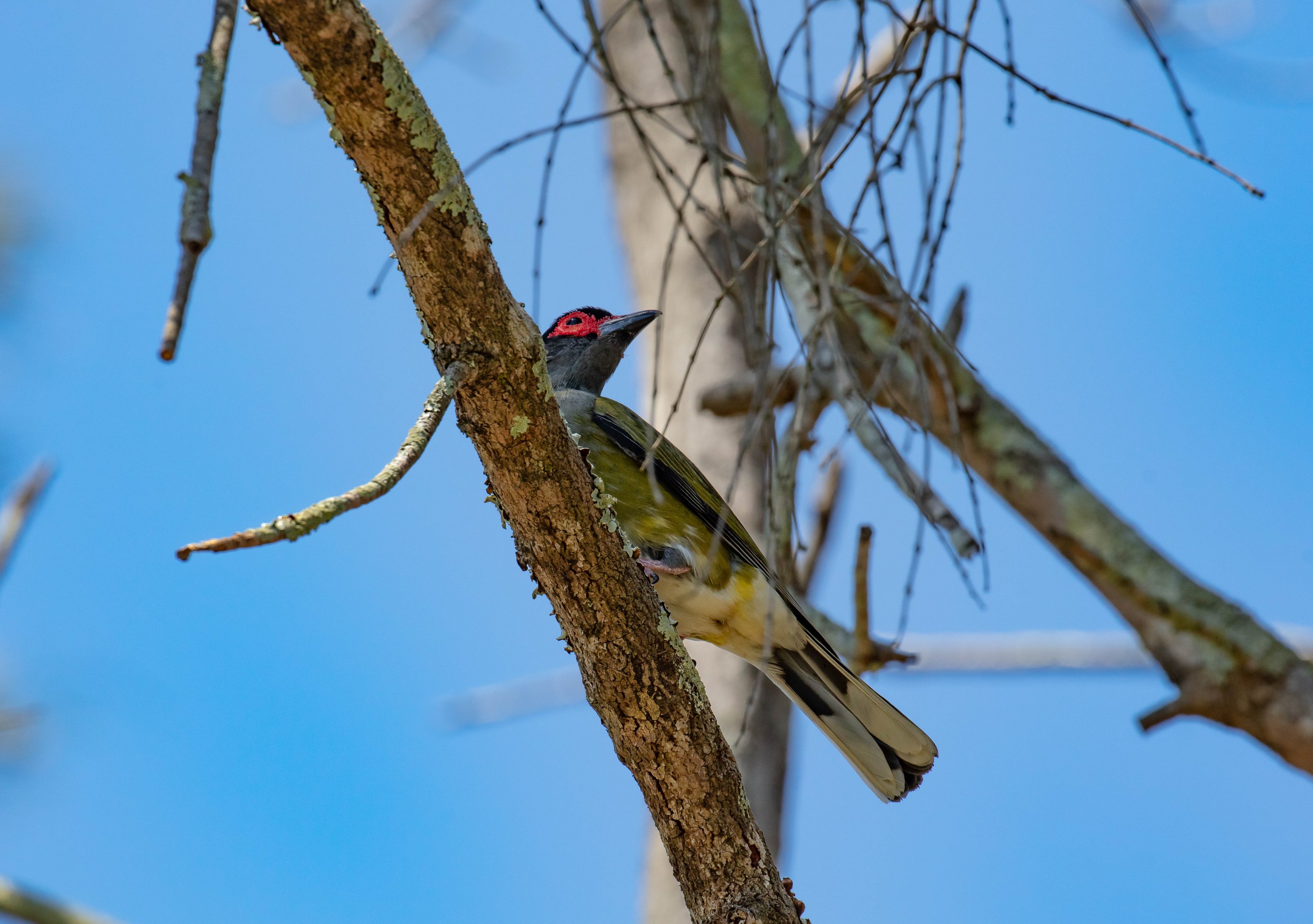 Australasian Figbird male