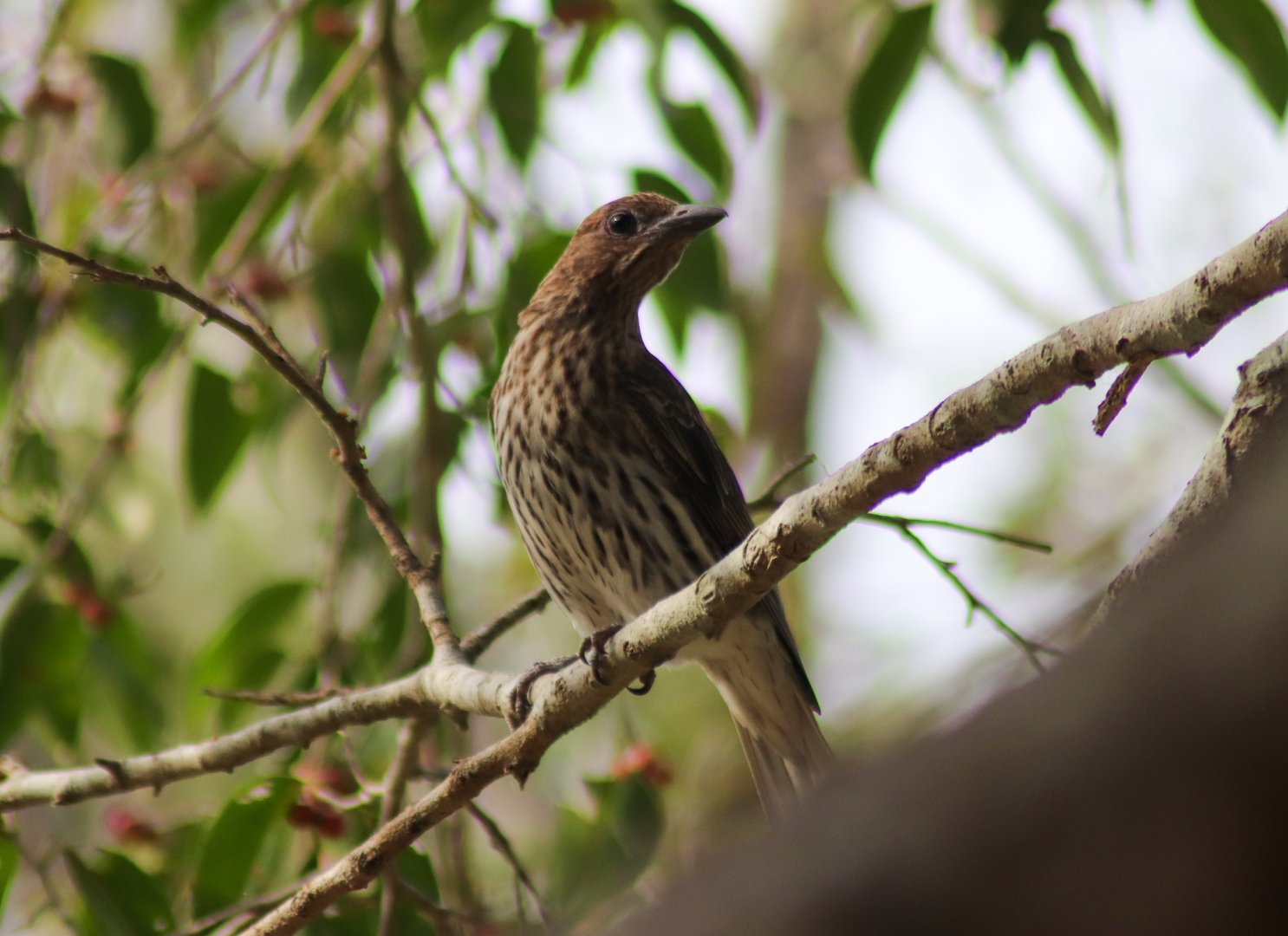 Australasian Figbird (Sphecotheres vieilloti) - female