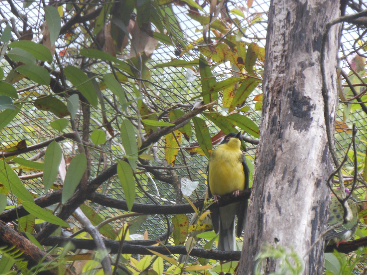 Australasian Figbird (Sphecotheres vieilloti)