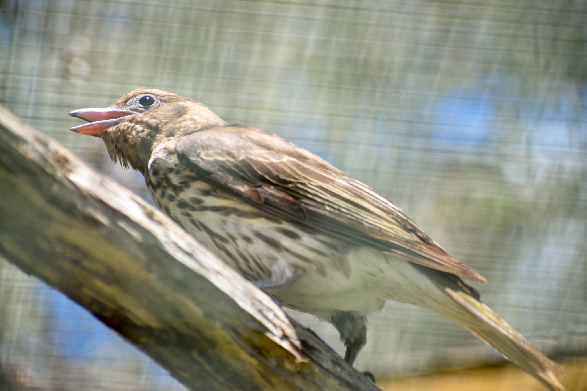 Australasian Figbird (Sphecotheres vieilloti)