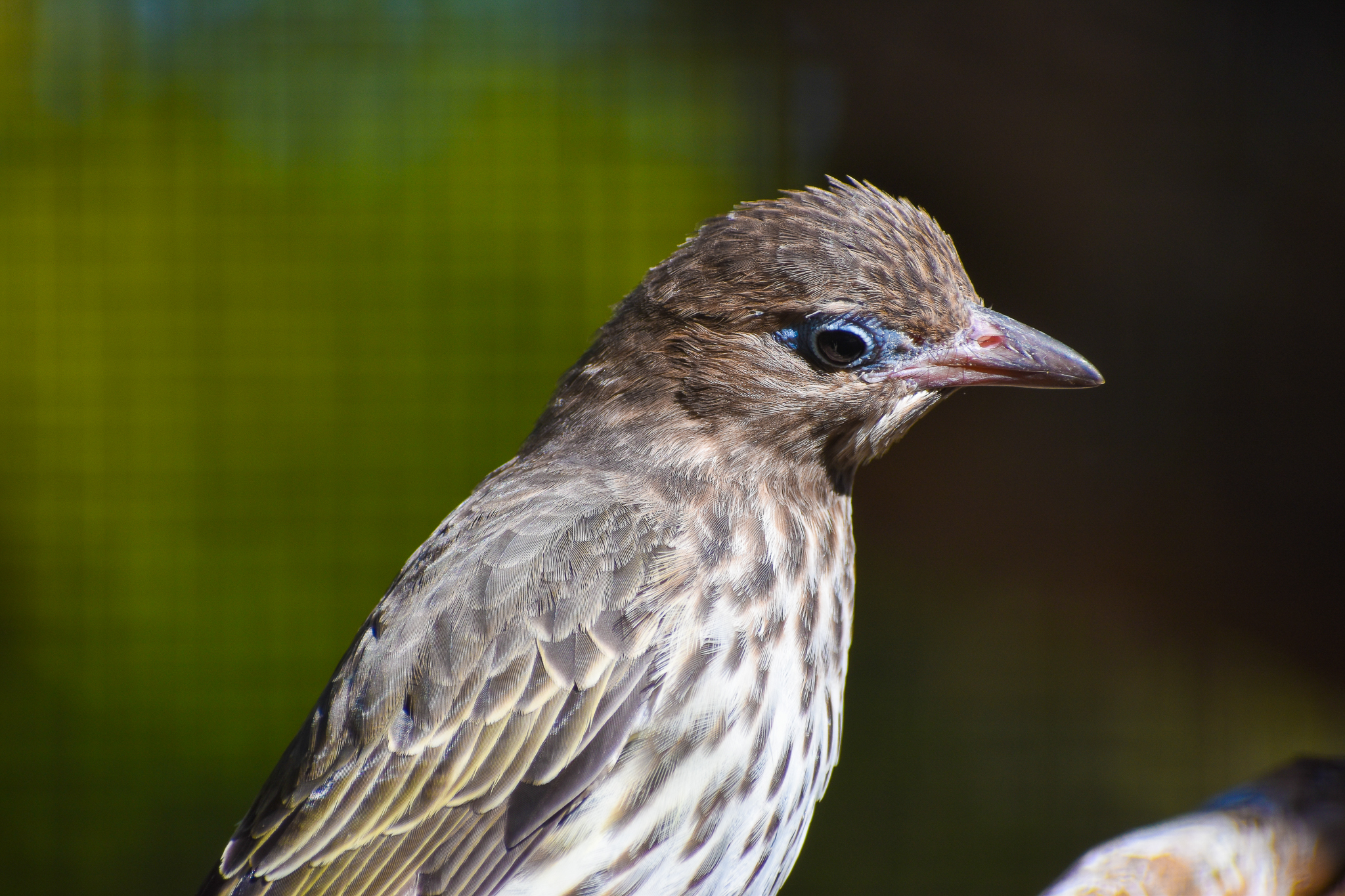 Australasian Figbird (Sphecotheres vieilloti)