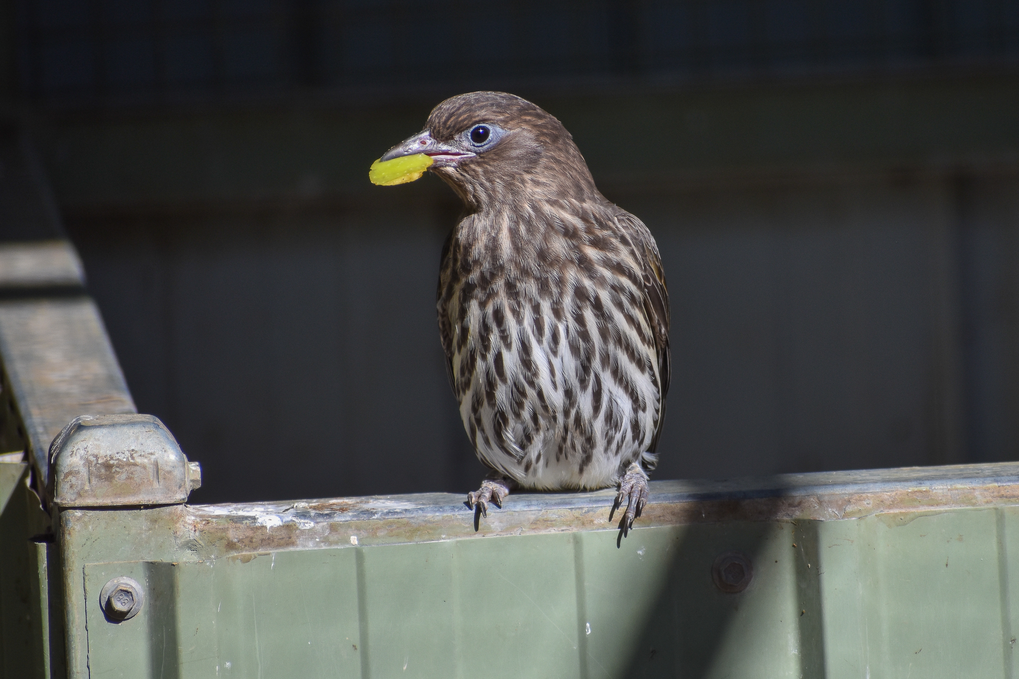 Australasian Figbird (Sphecotheres vieilloti)