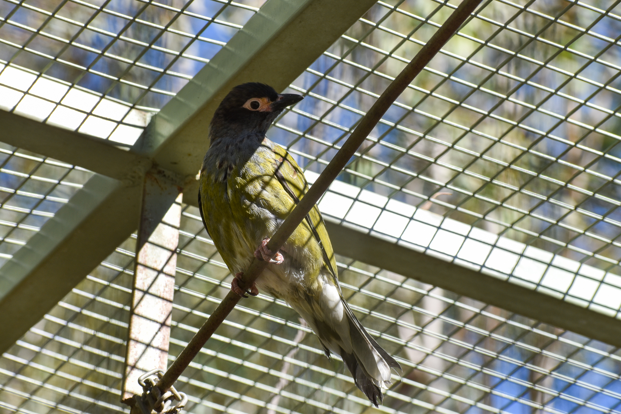 Australasian Figbird (Sphecotheres vieilloti)