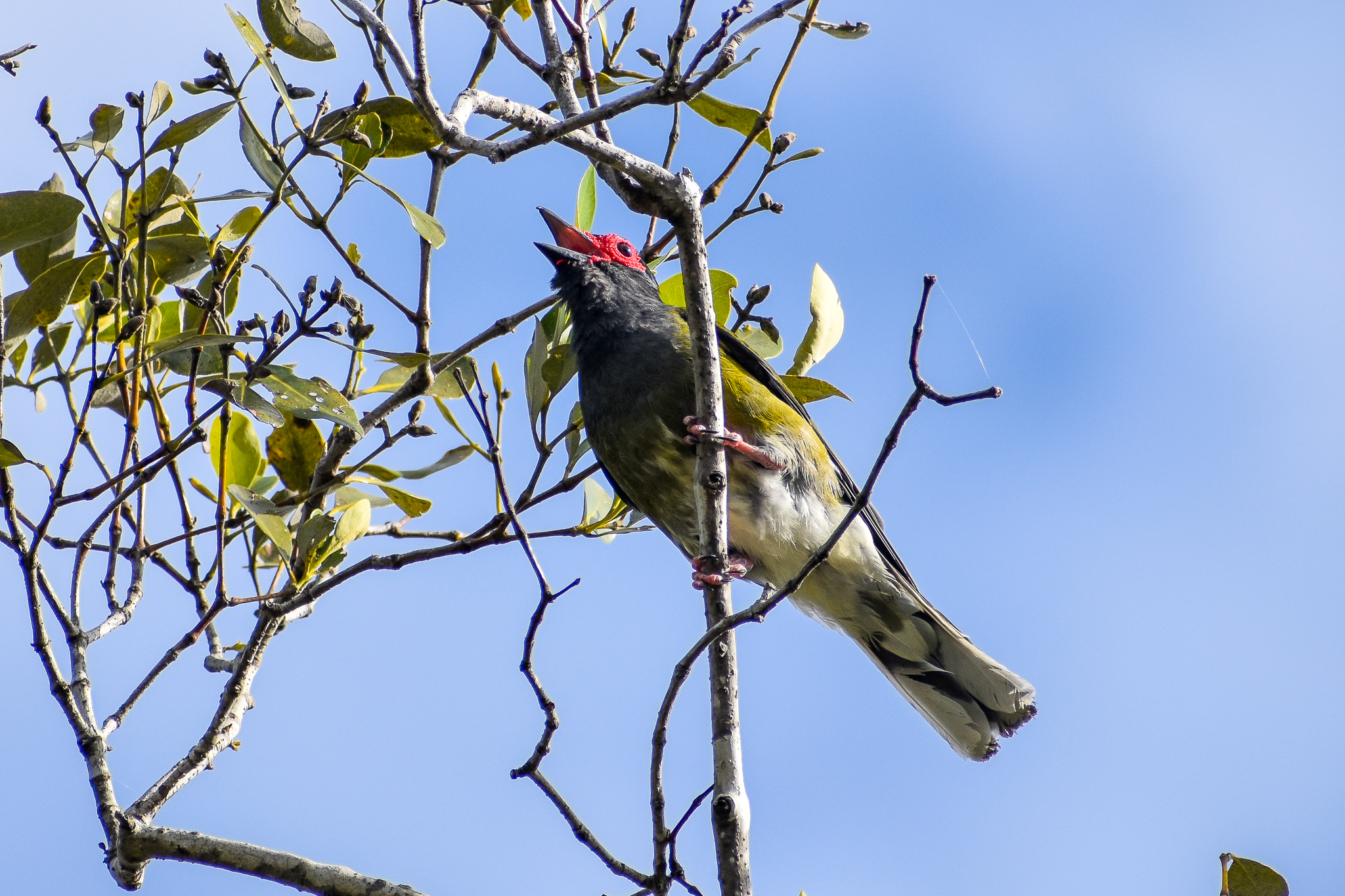 Australasian Figbird (Sphecotheres vieilloti)