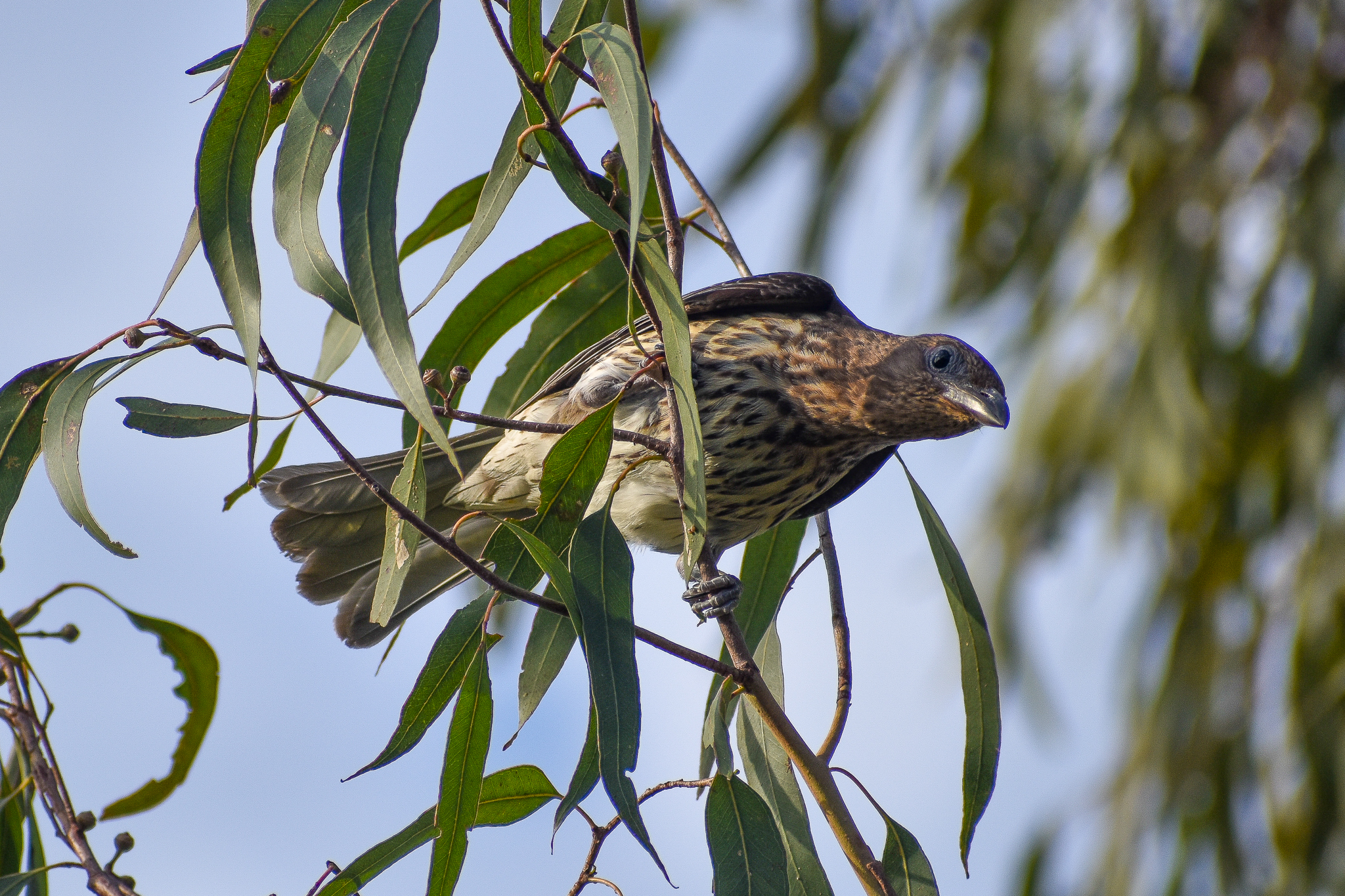 Australasian Figbird (Sphecotheres vieilloti)