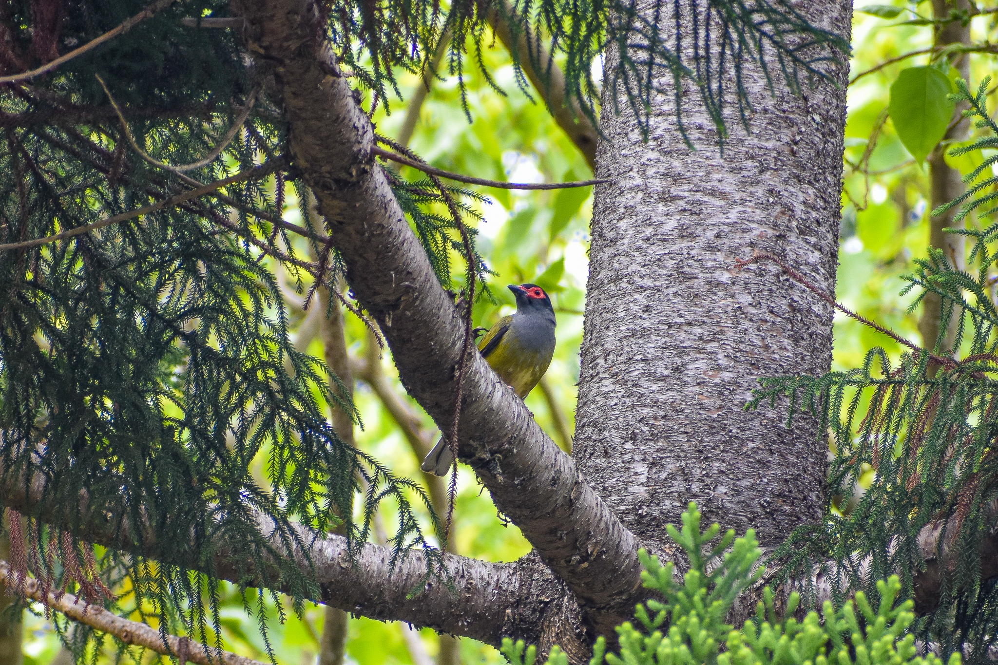 Australasian Figbird (Sphecotheres vieilloti)