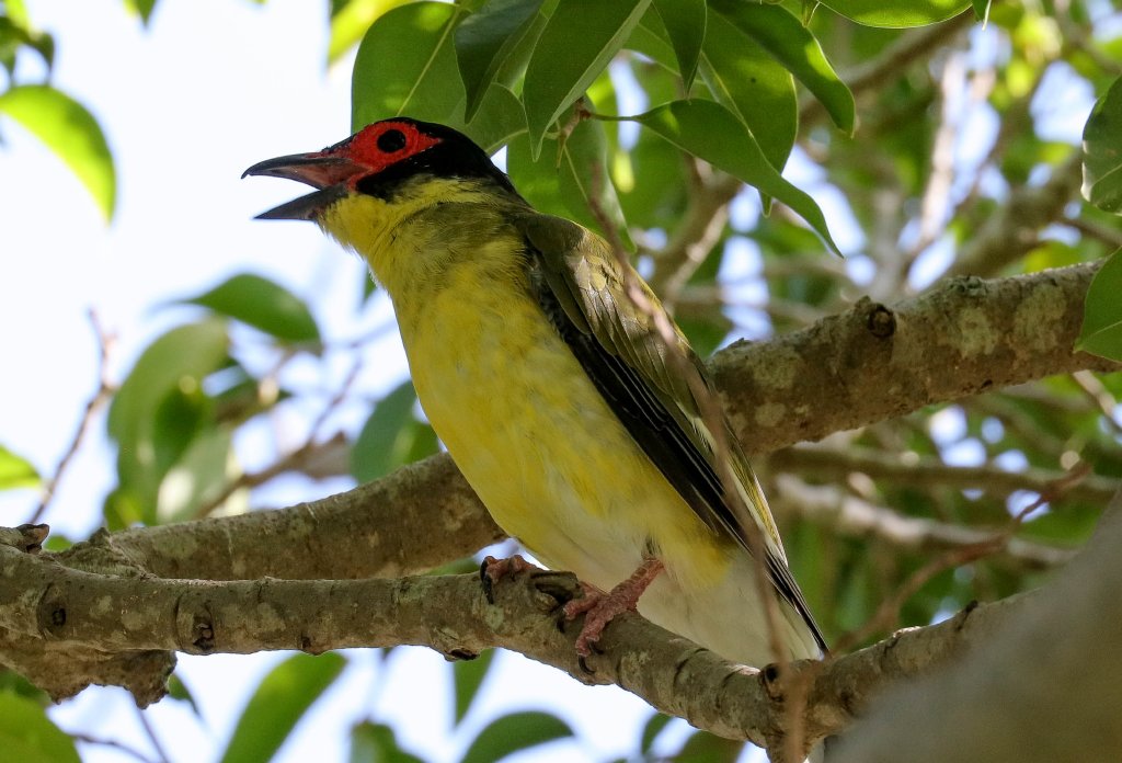Australasian Figbird vocalising