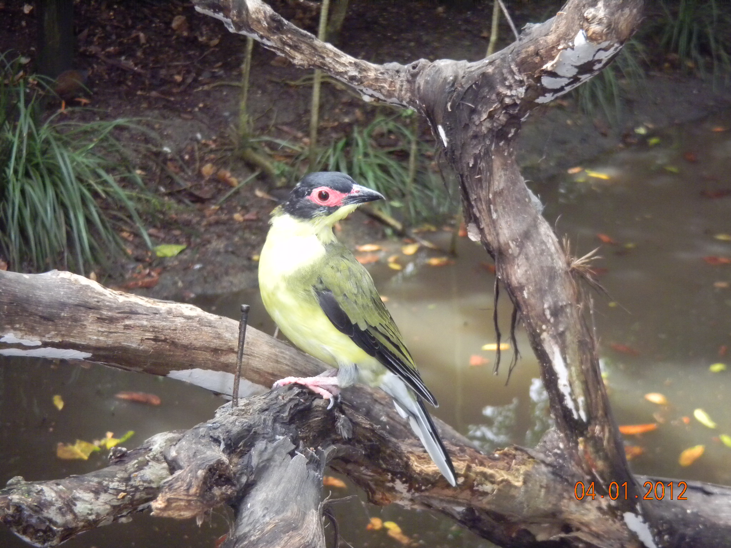 Australasian Figbird - Wildlife Habitat 2012