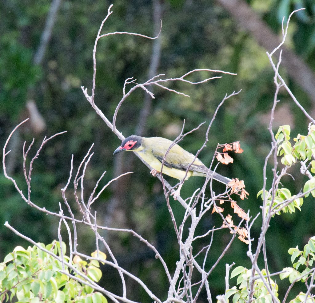 Australasian Figbird