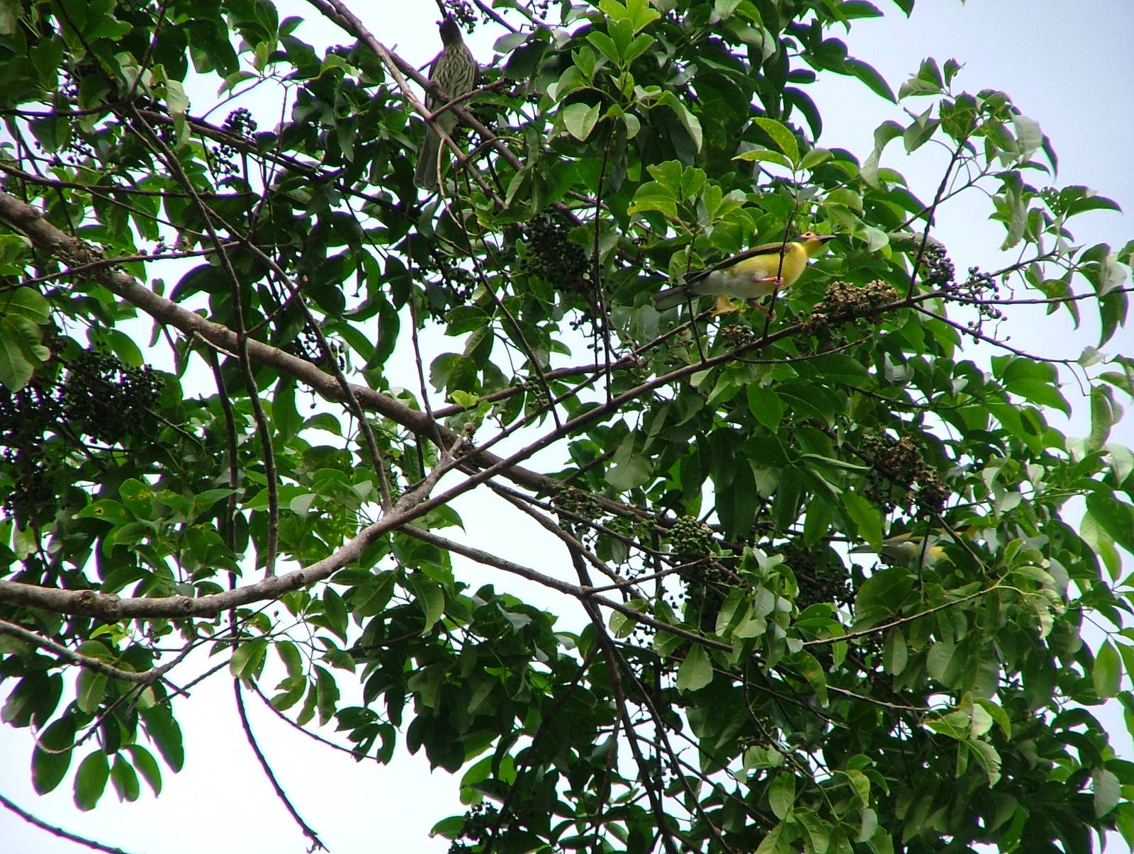Australasian figbird