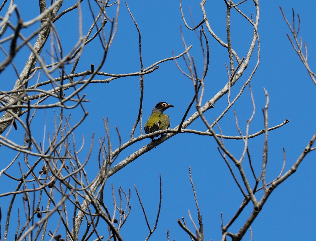 Australasian Figbird