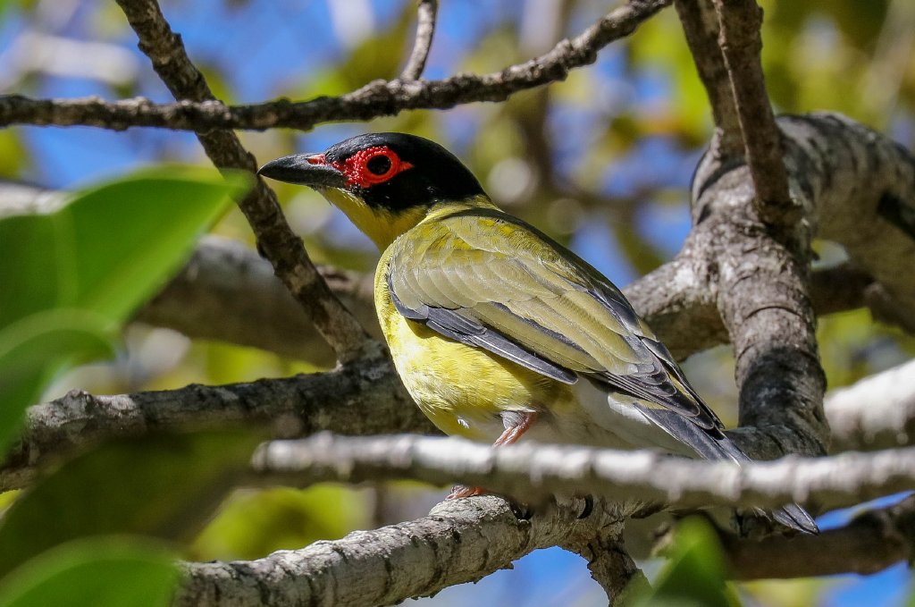 Australasian Figbird