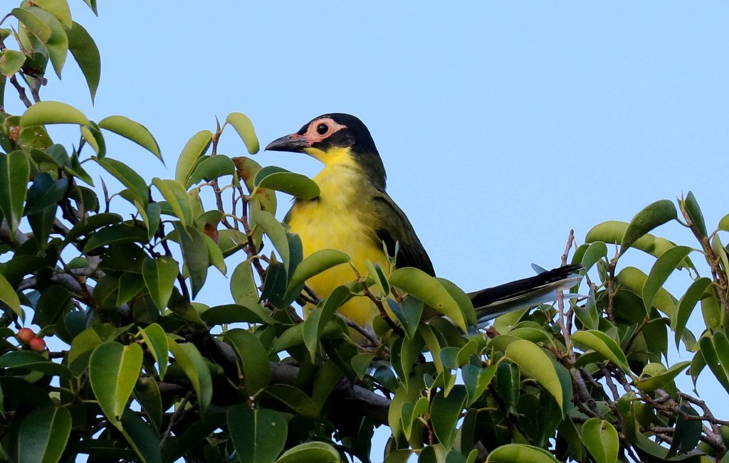 Australasian Figbird