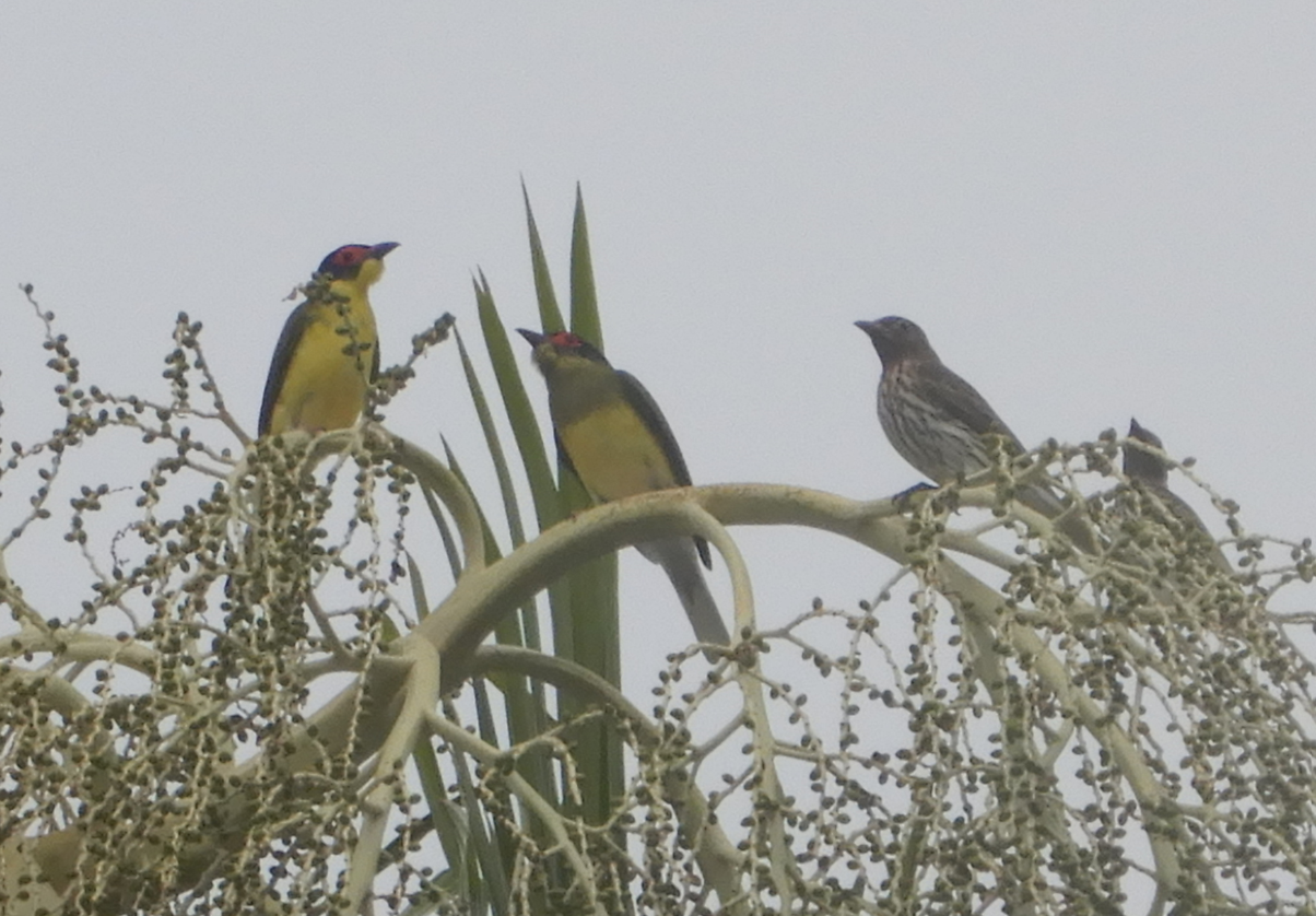 Australasian Figbird
