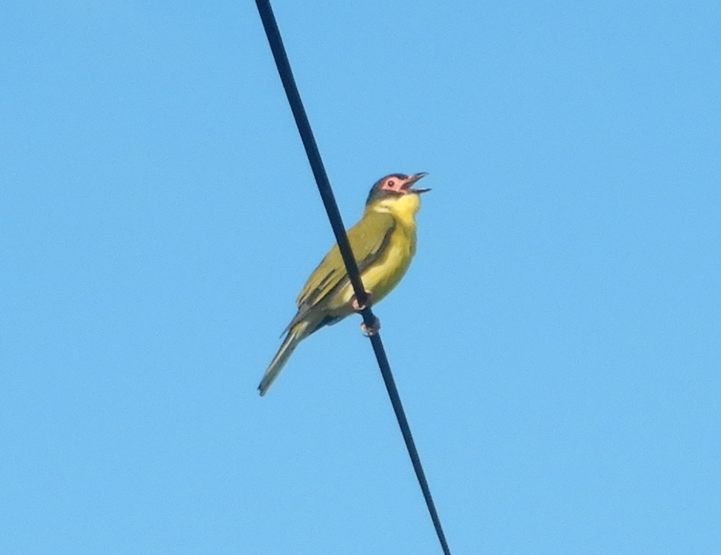 Australasian Figbird
