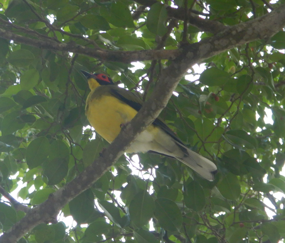 Australasian Figbird