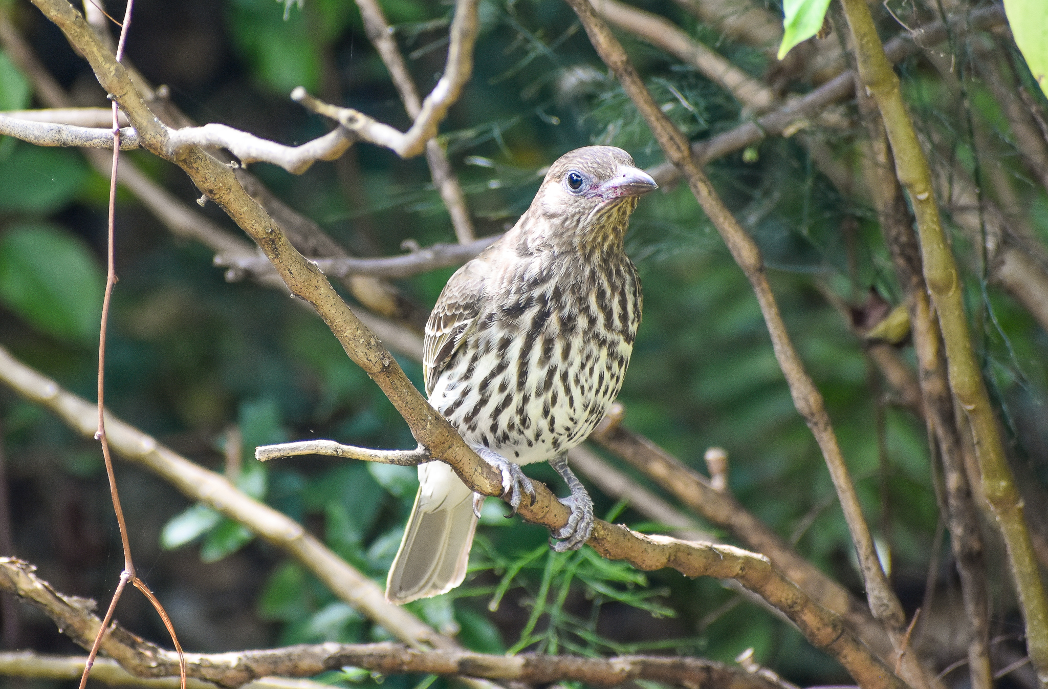 Australasian Figbird