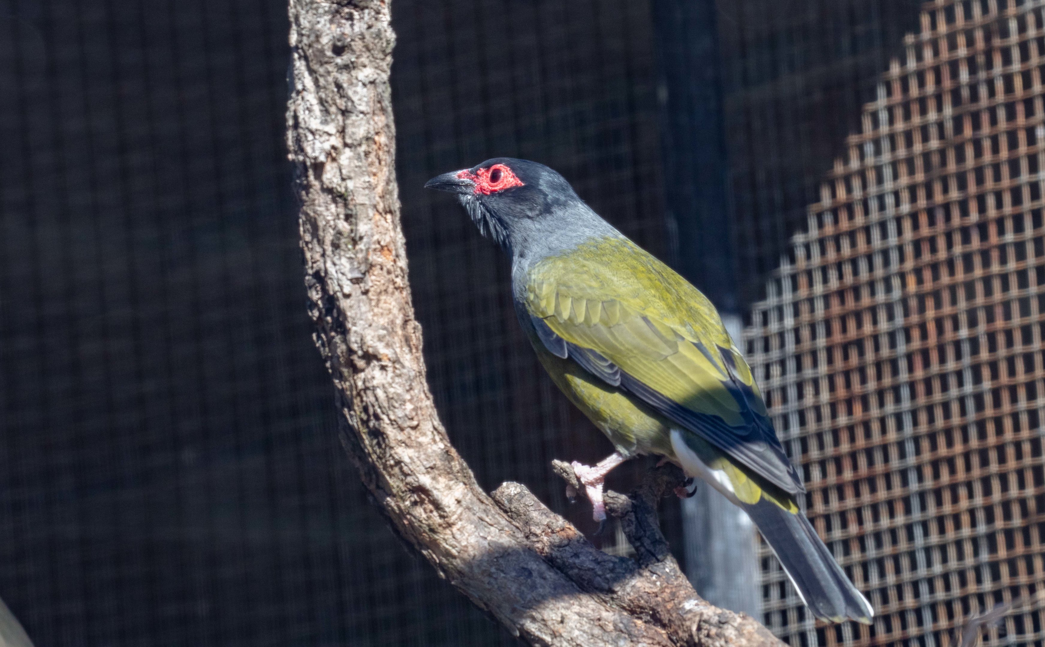 Australasian Figbird
