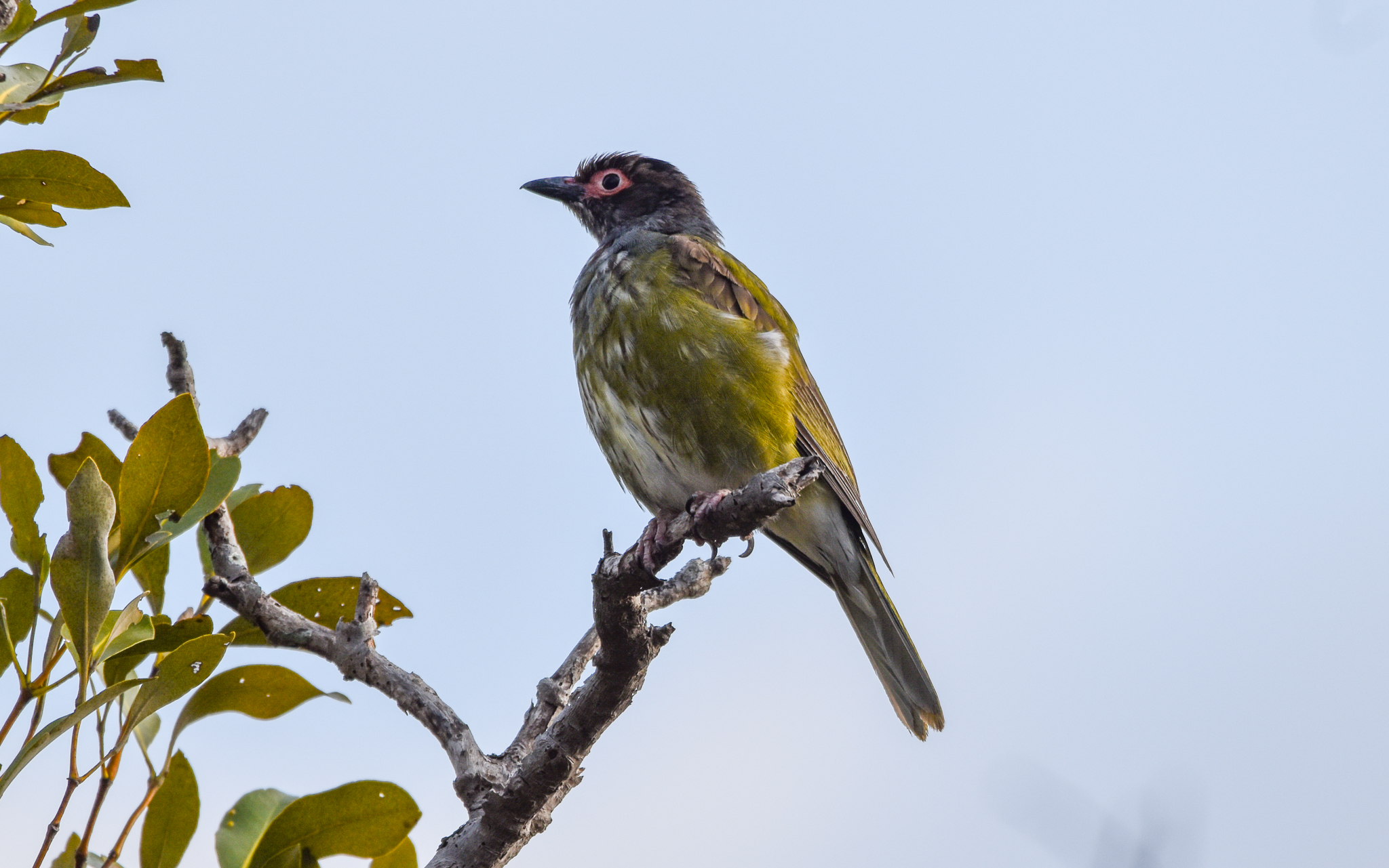 Australasian Figbird