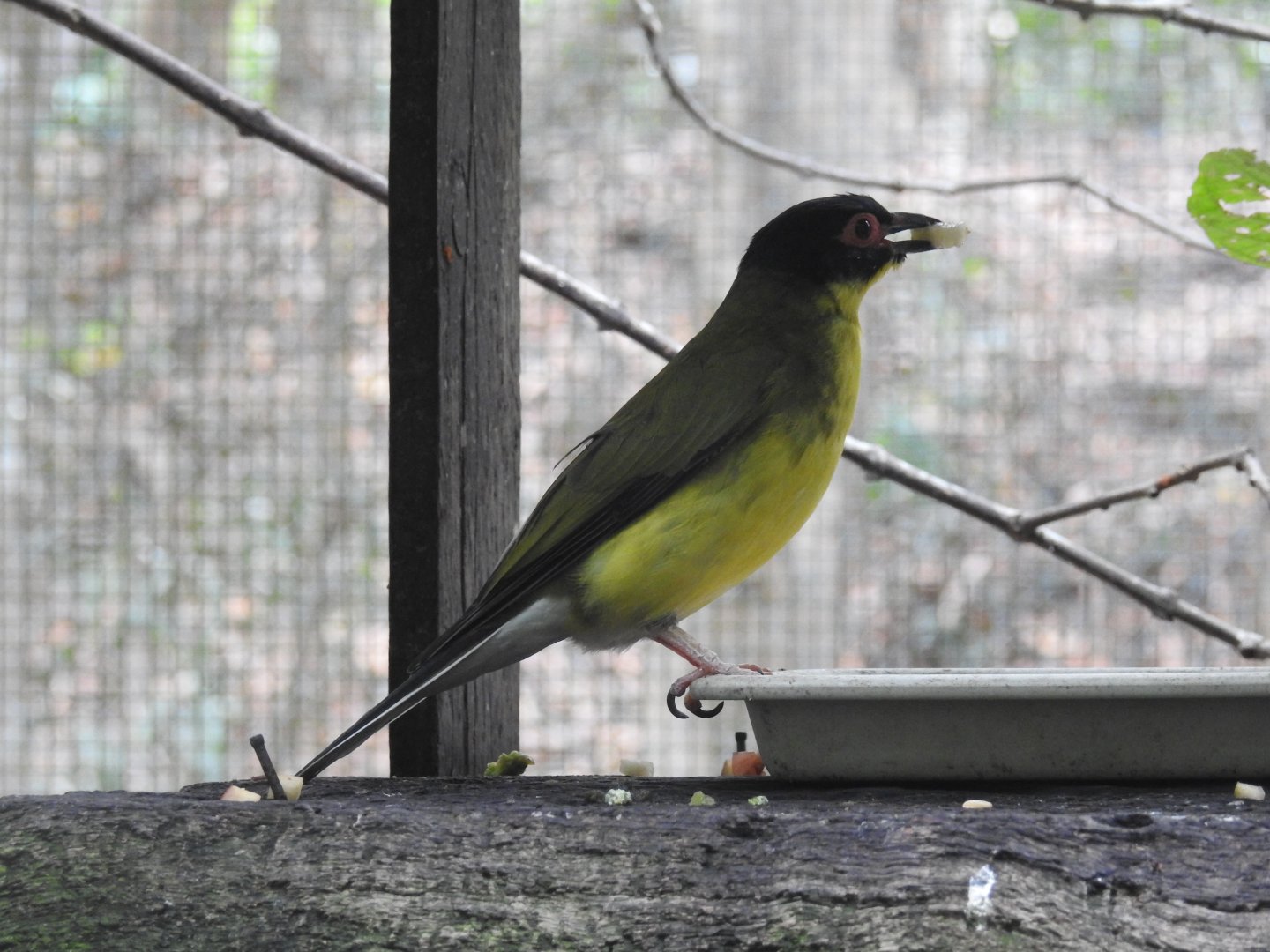 Australasian Figbird
