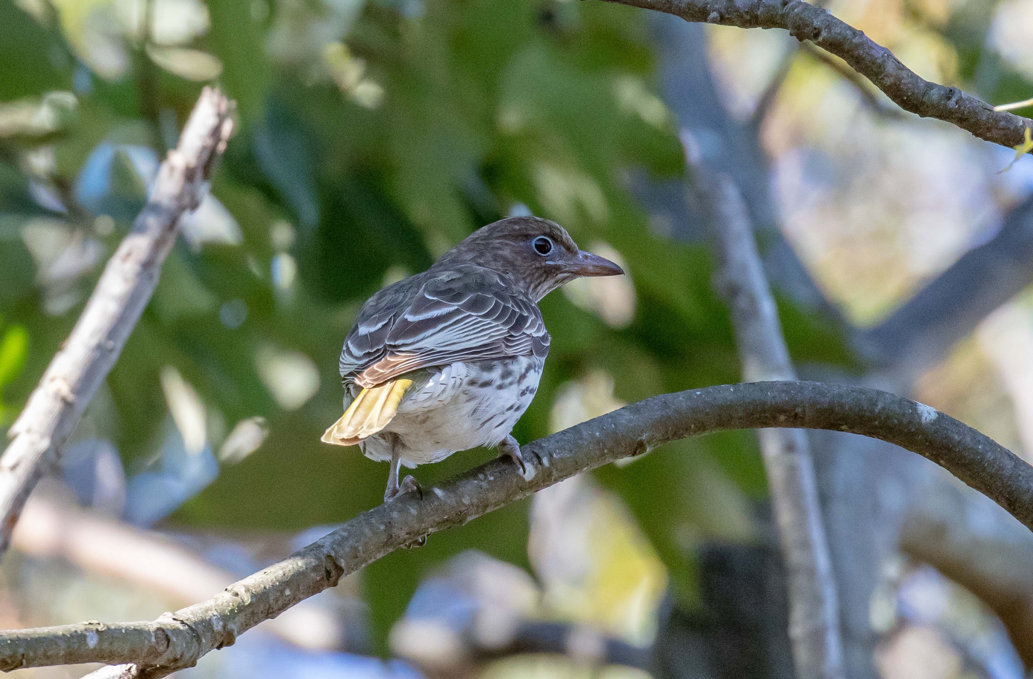 Australasian Figbird