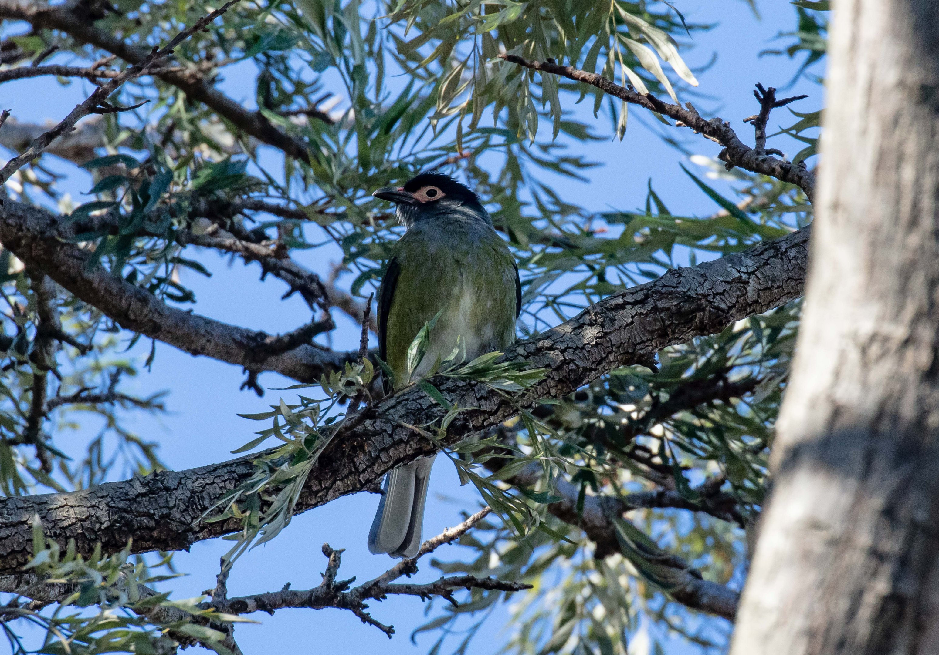 Australasian Figbird
