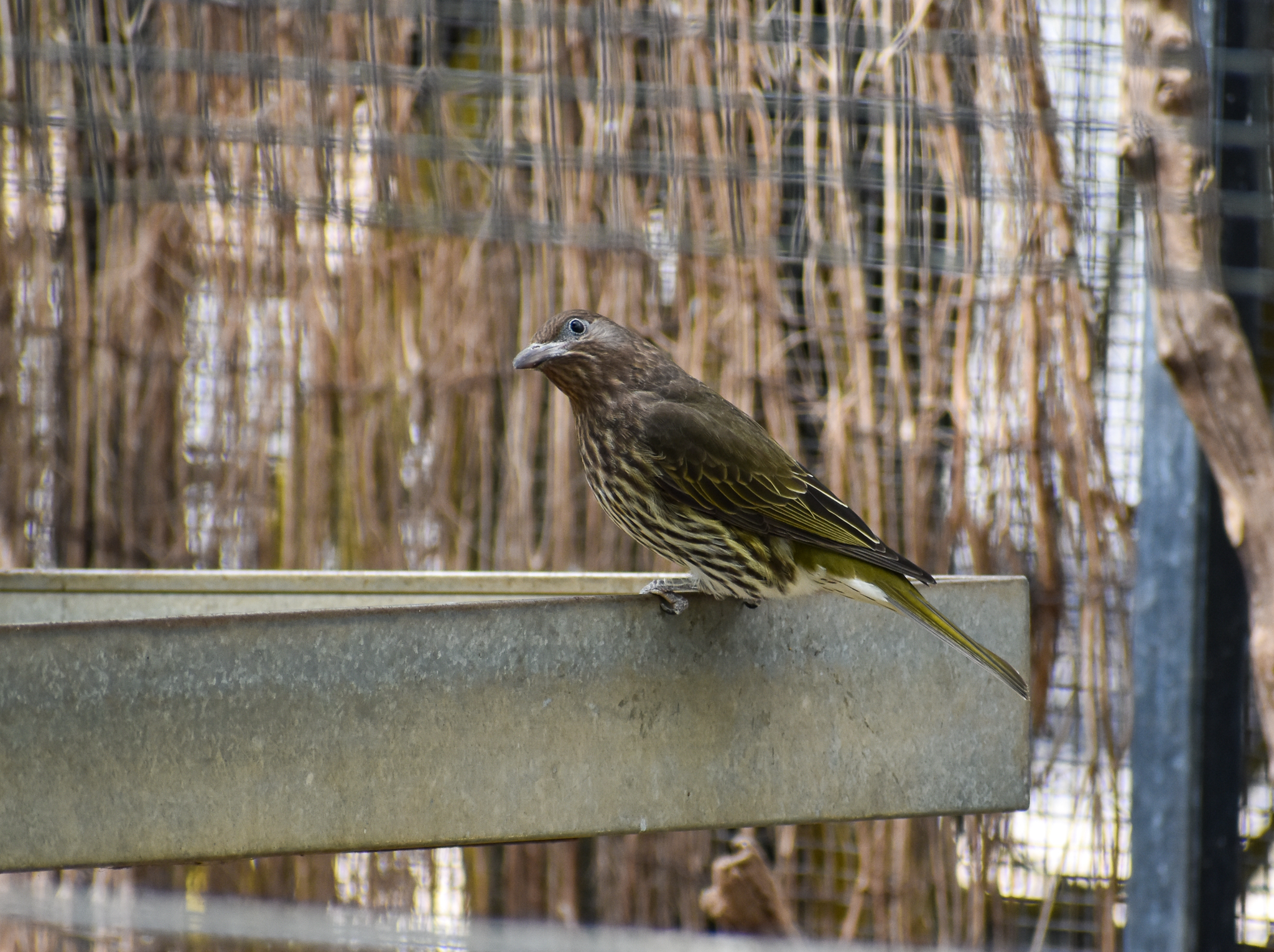 Australasian Figbird