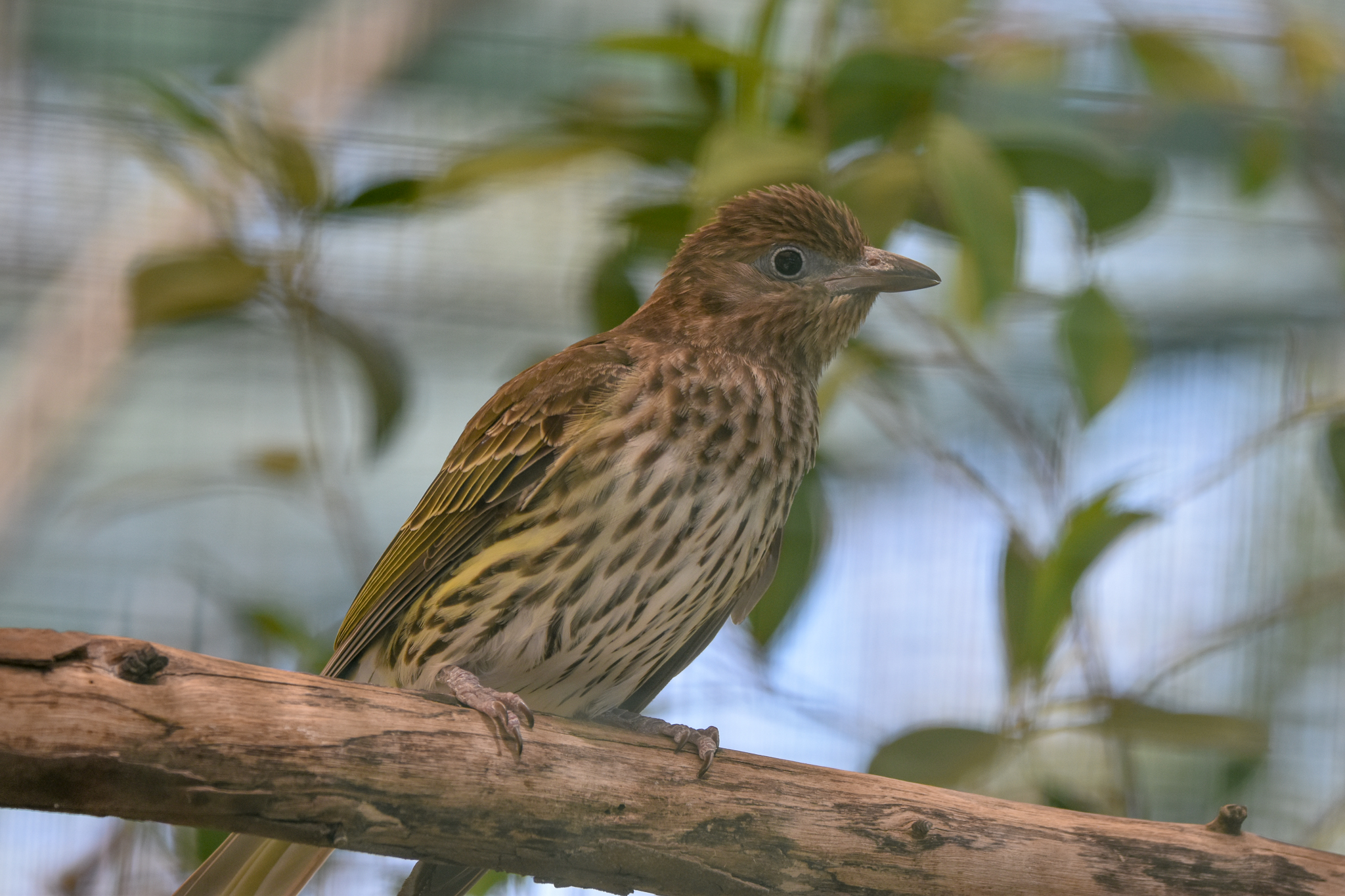 Australasian Figbird