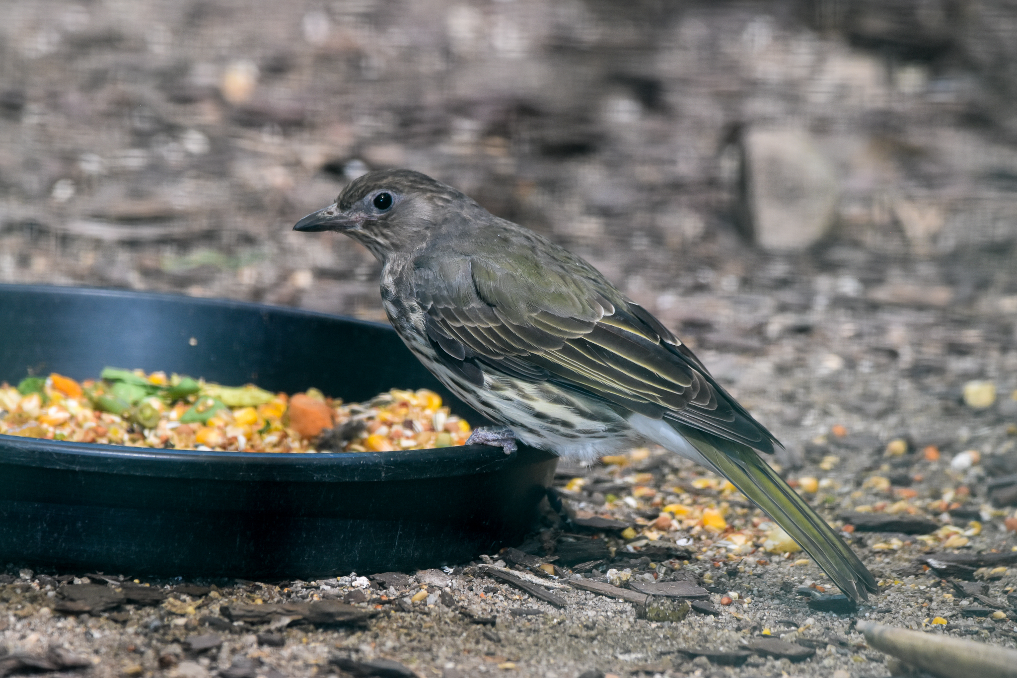 Australasian Figbird