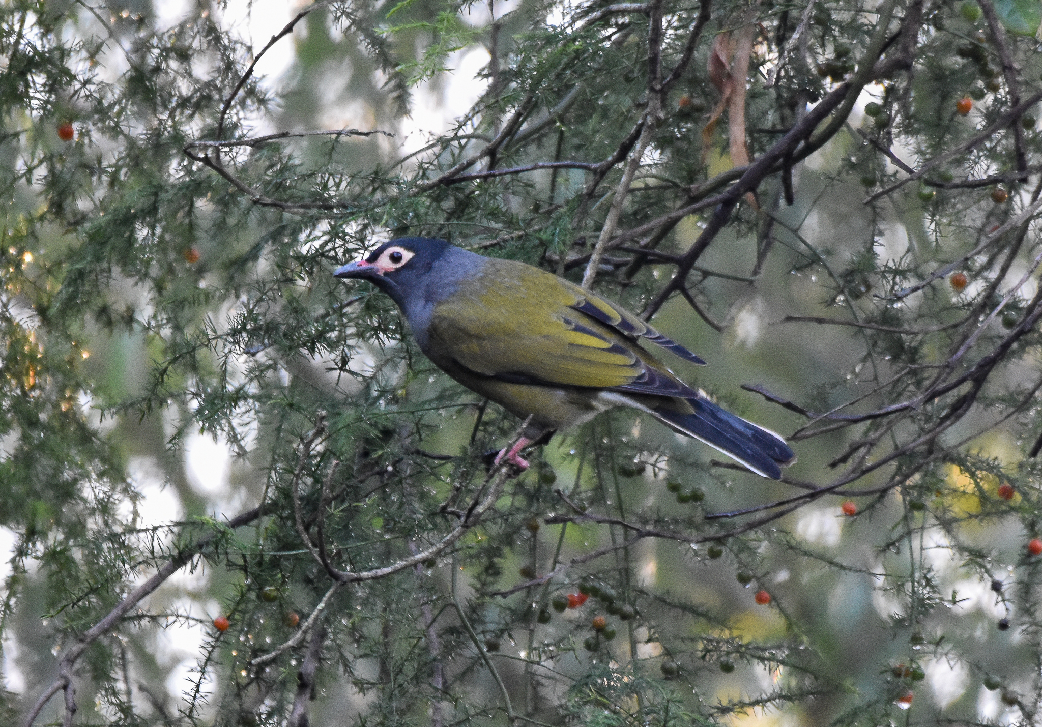 Australasian Figbird