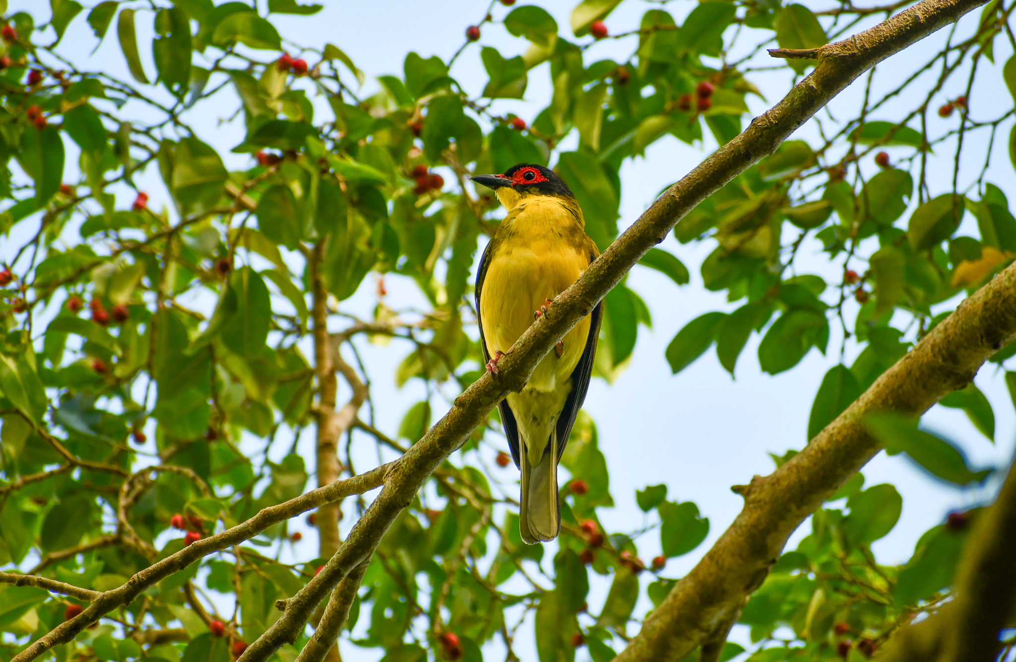 Australasian Figbird