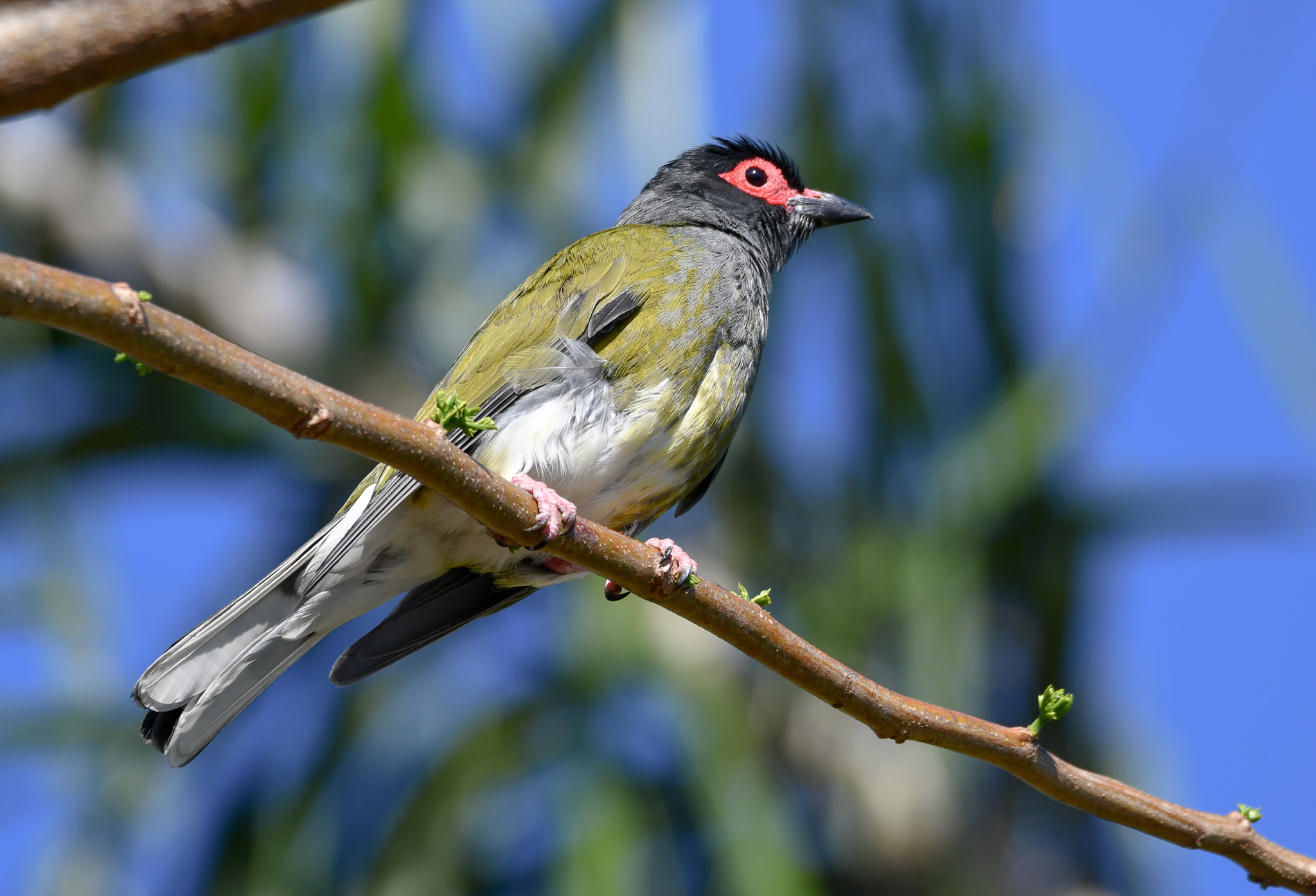 Australasian Figbird