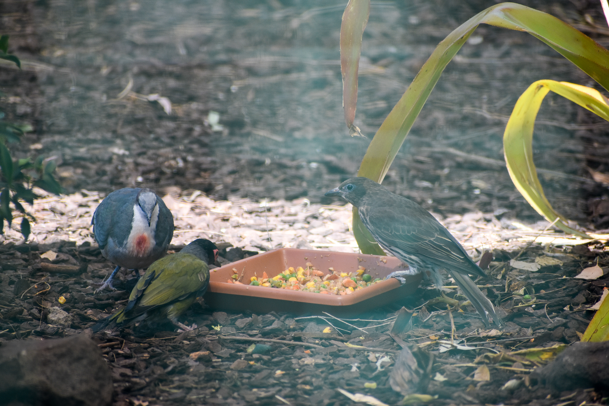 Australasian Figbirds (Sphecotheres vieilloti) and Luzon Bleeding-Heart (Gallicolumba luzonica)