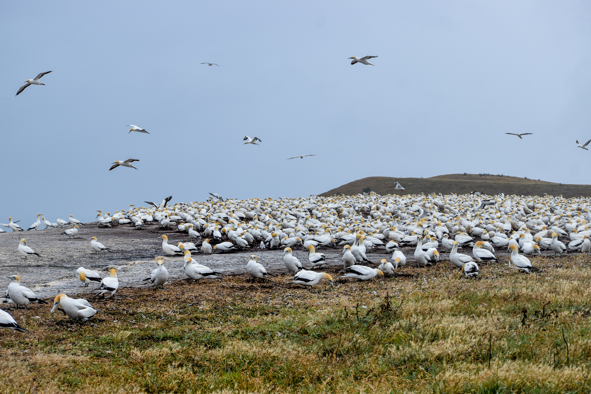 Australasian Gannet breeding colony
