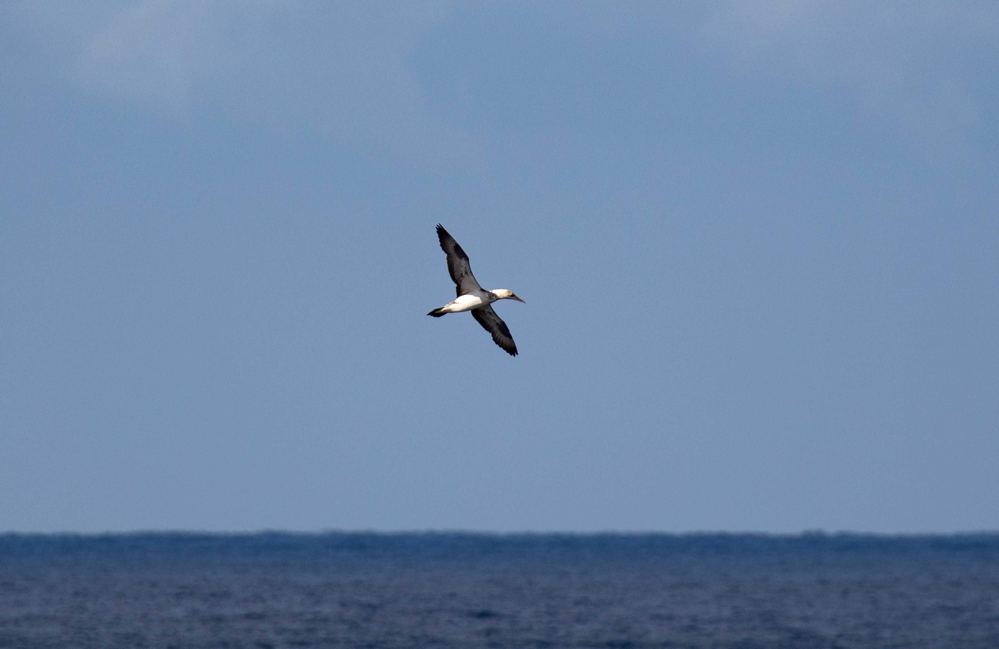Australasian Gannet (immature)