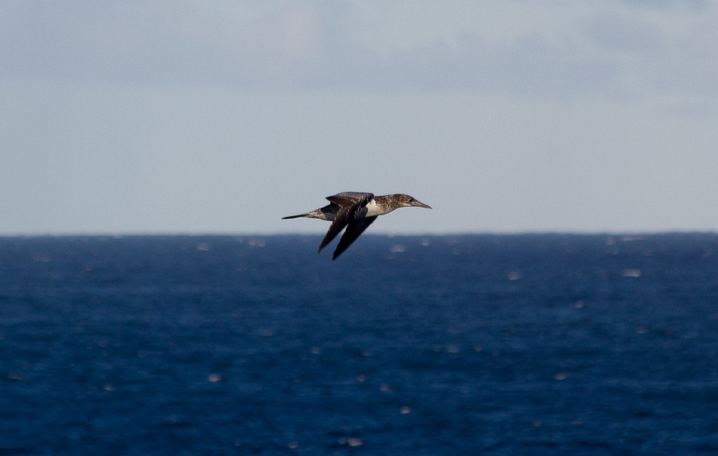 Australasian Gannet (juvenile)
