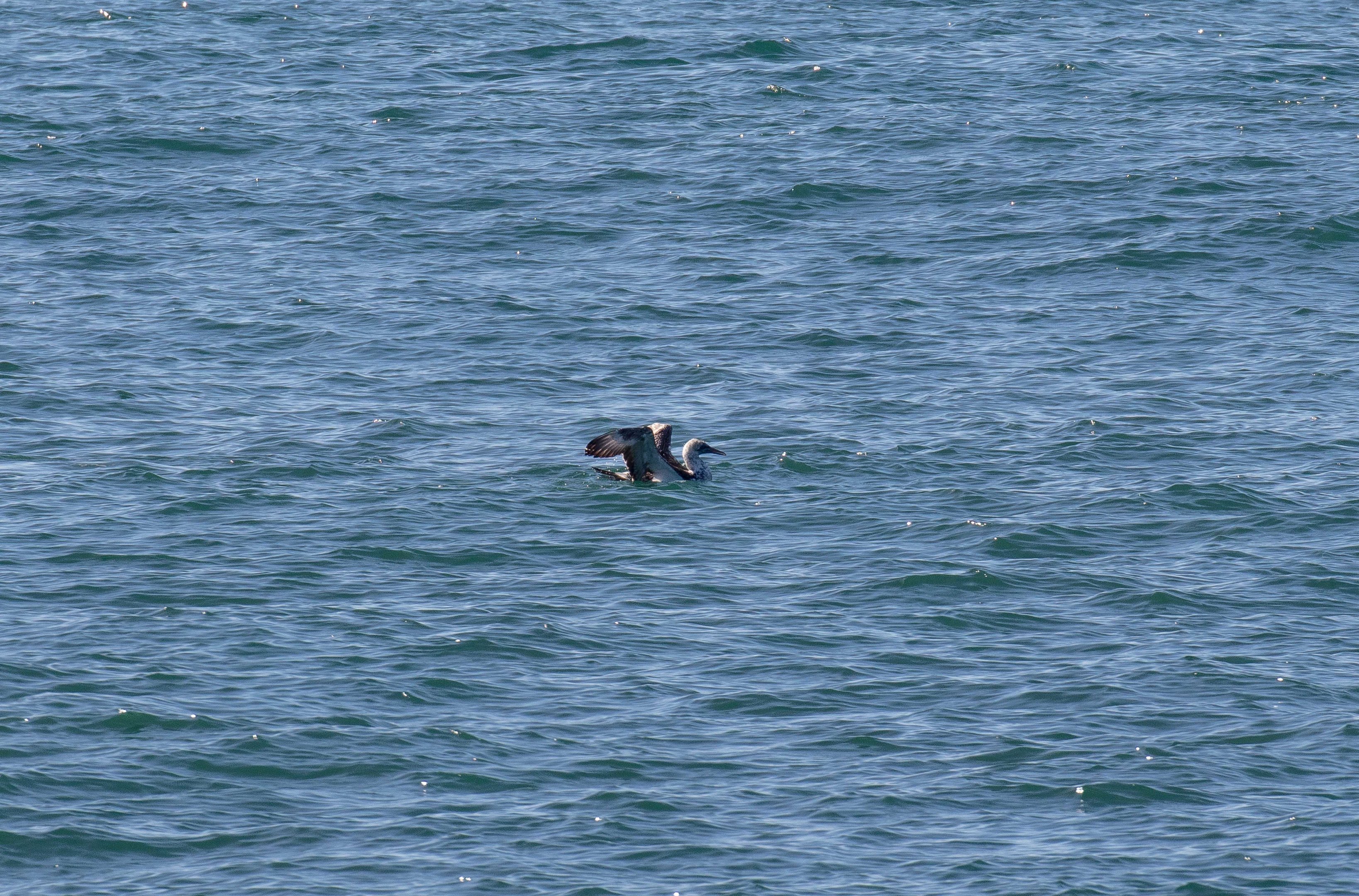Australasian Gannet (juvenile)
