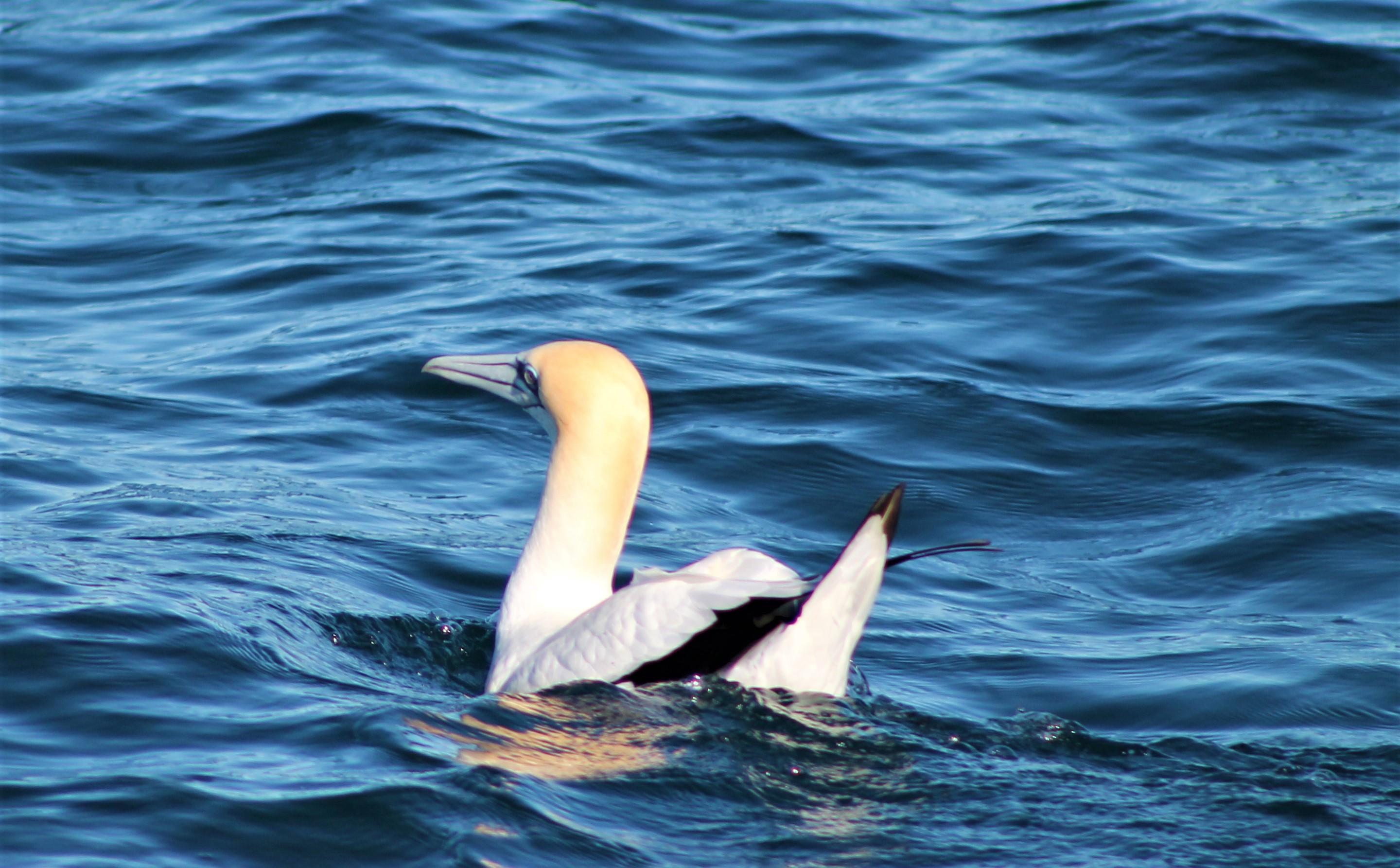 Australasian Gannet (Morus serrator)