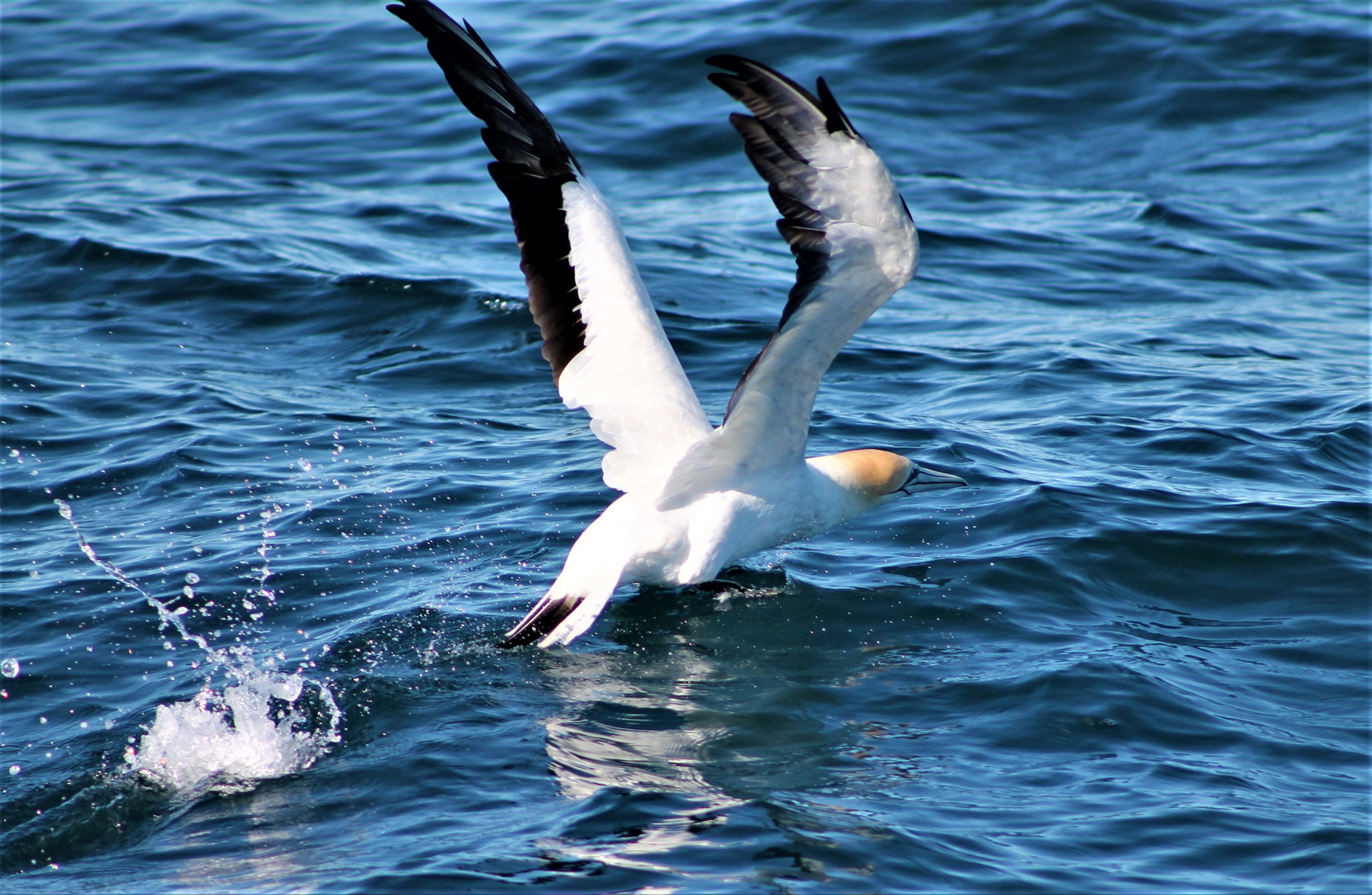 Australasian Gannet (Morus serrator)
