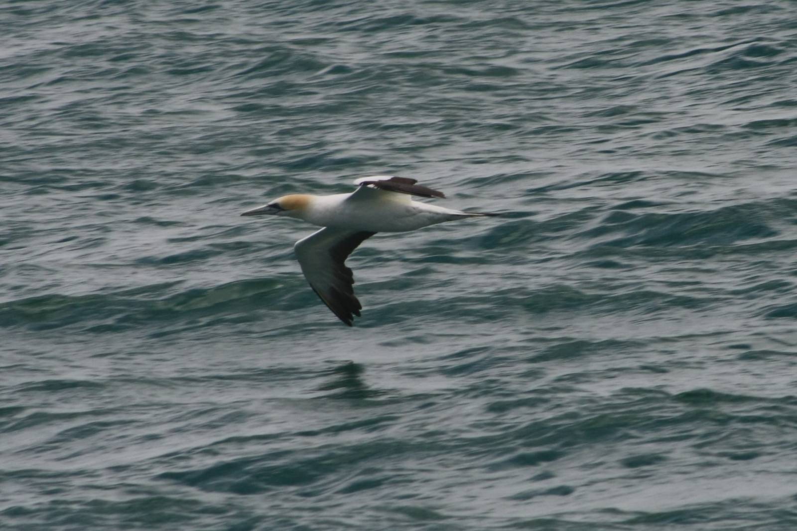Australasian Gannet
