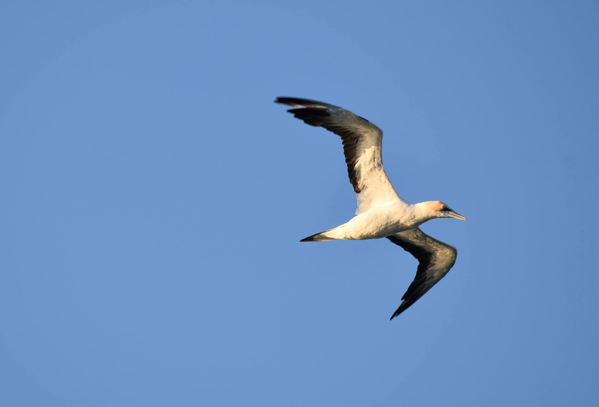 Australasian Gannet
