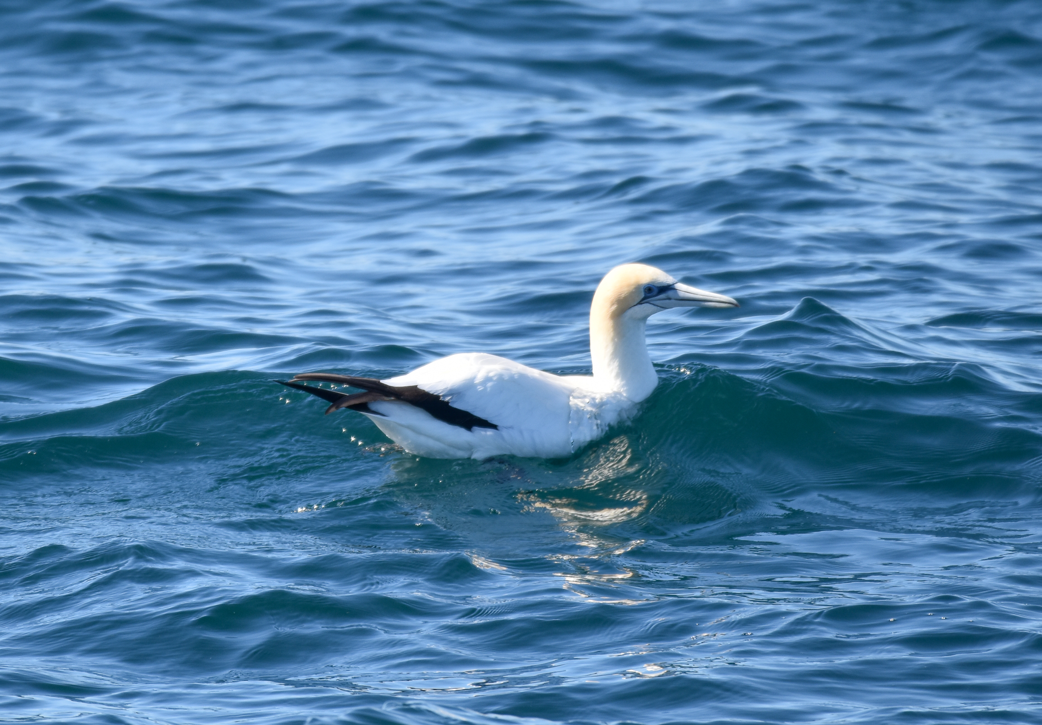 Australasian Gannet